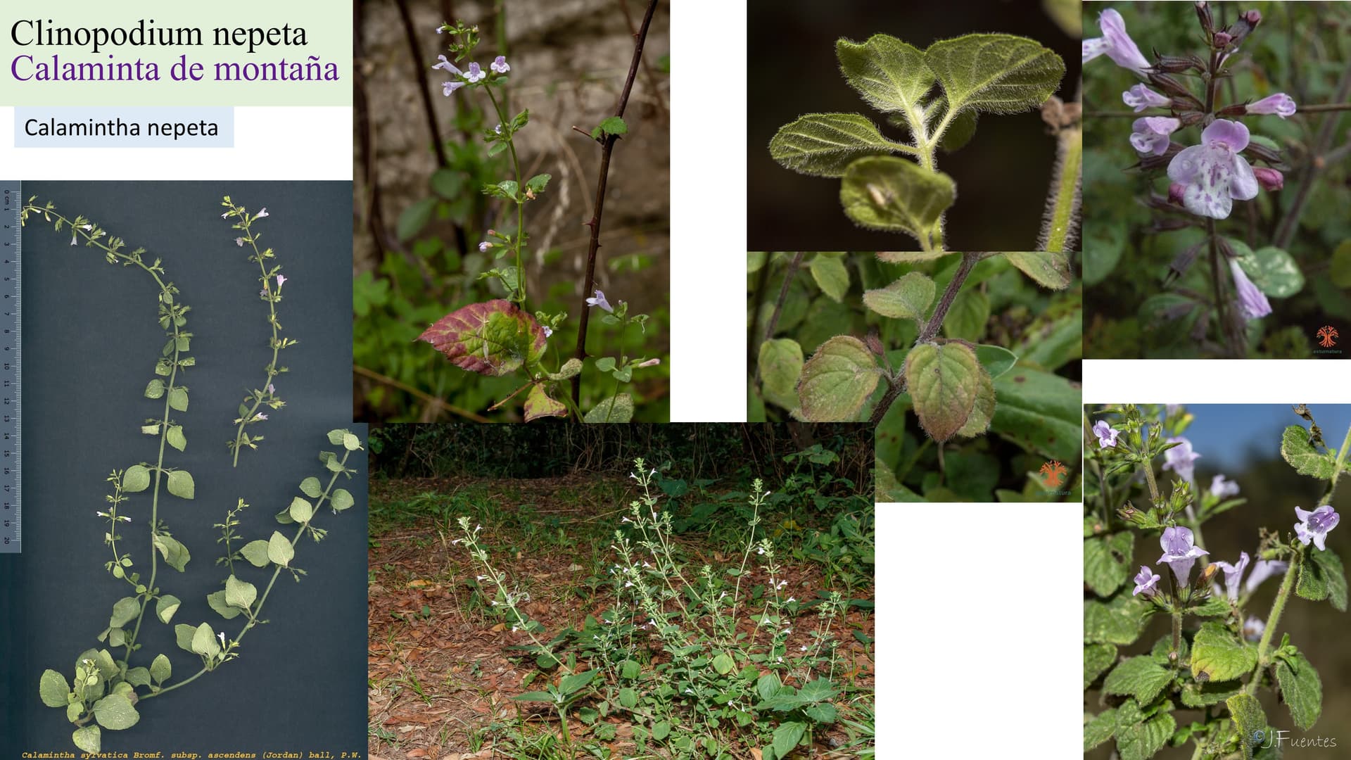Clinopodium nepeta