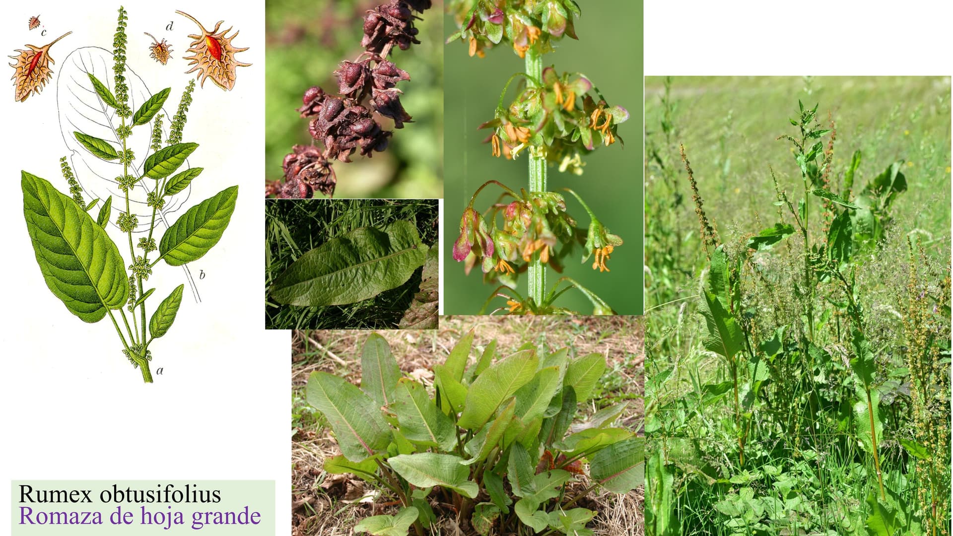 Rumex obtusifolius