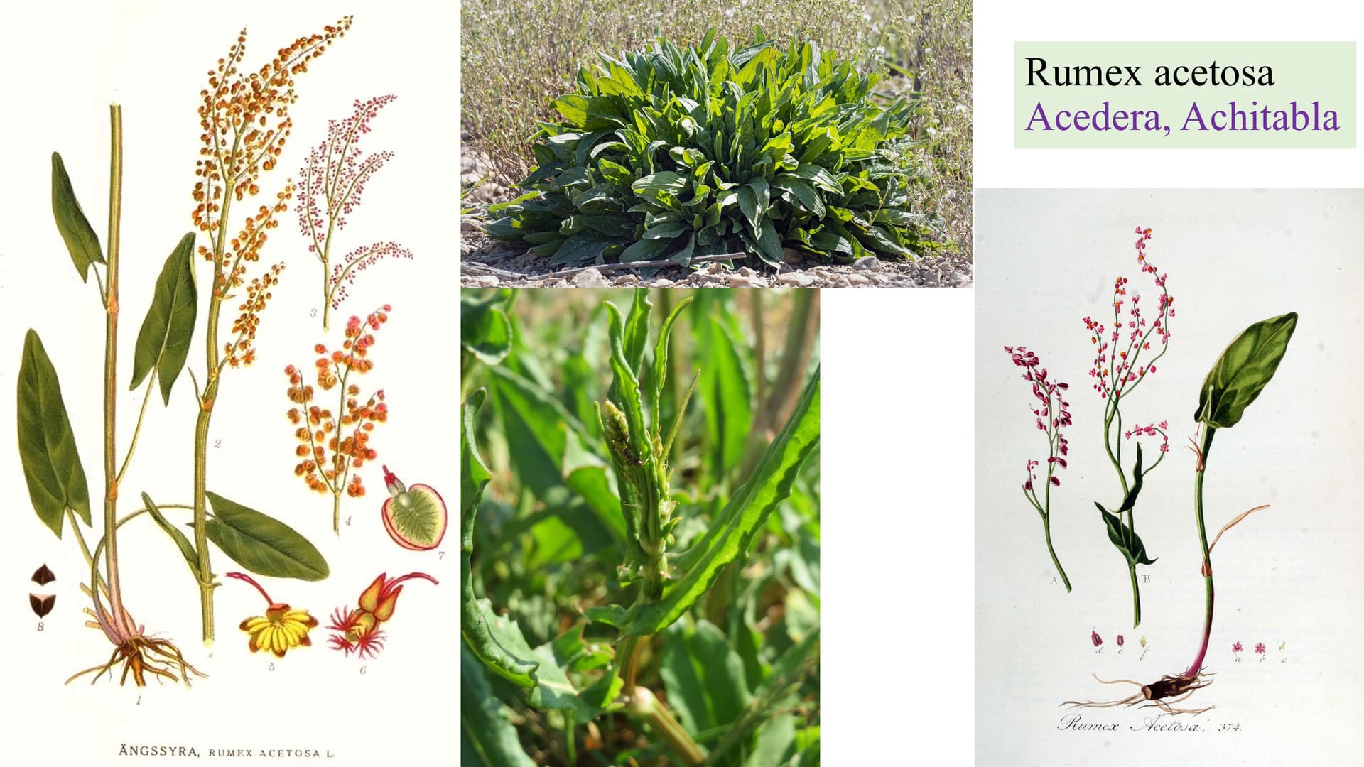 Rumex acetosa