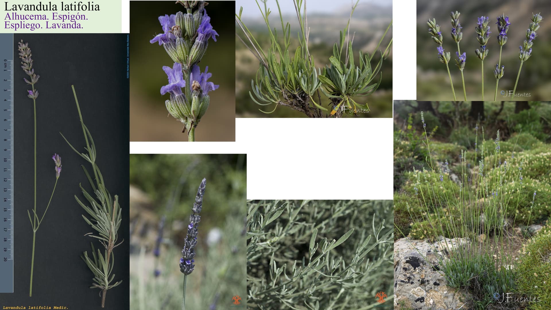 Lavandula latifolia