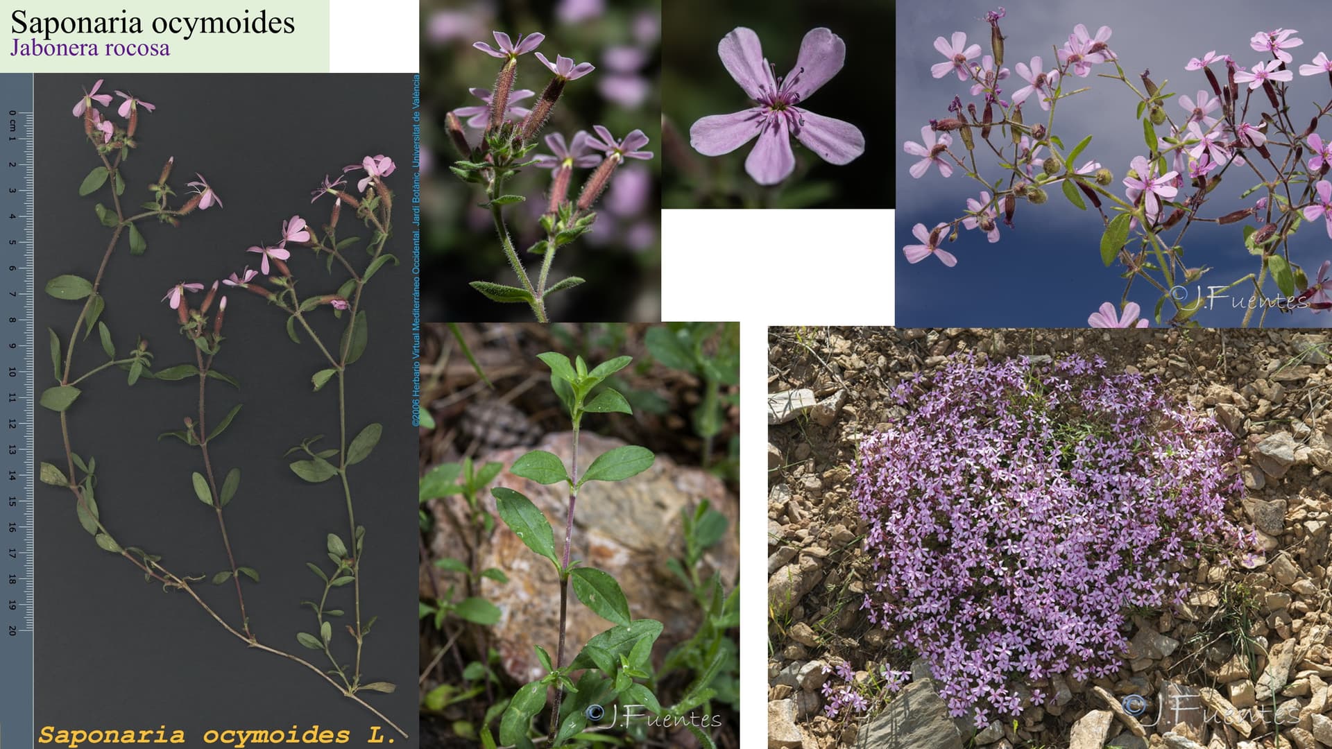 Saponaria ocymoides