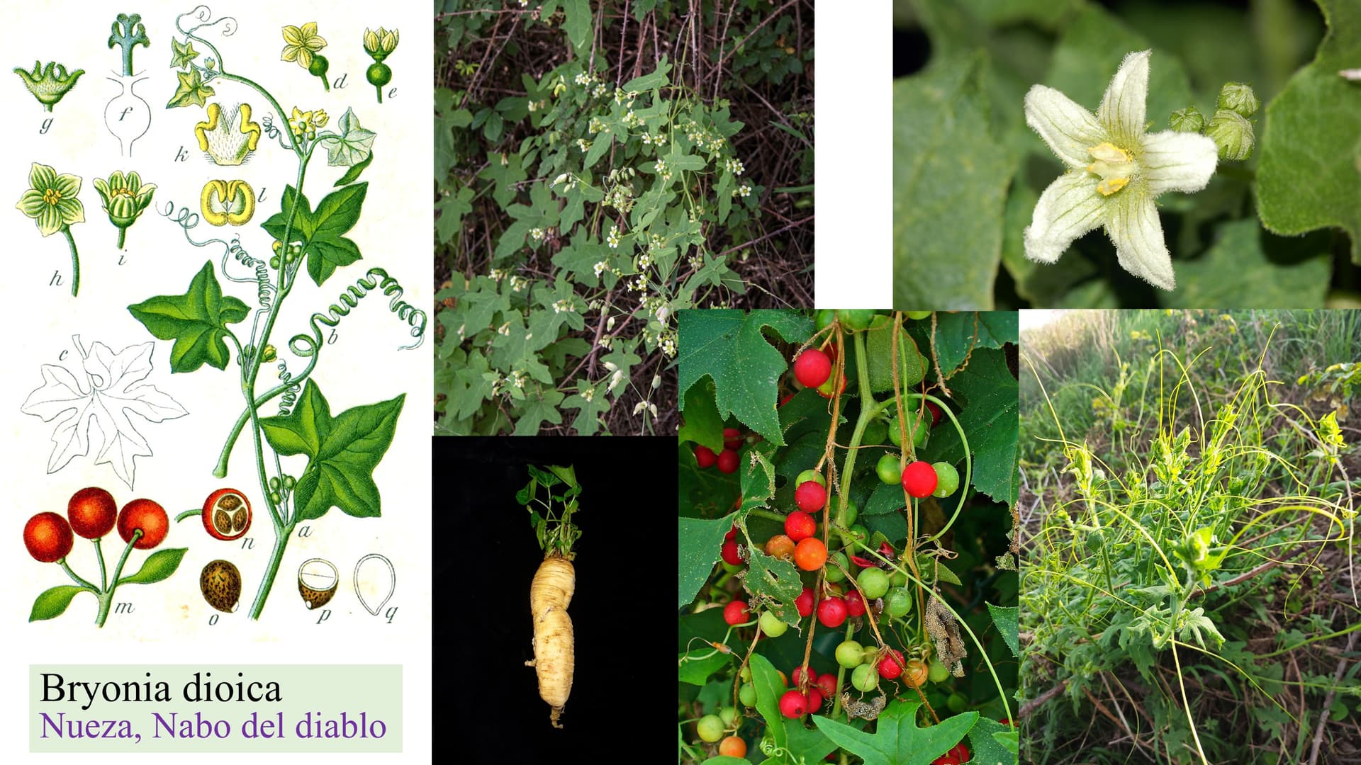 Bryonia dioica