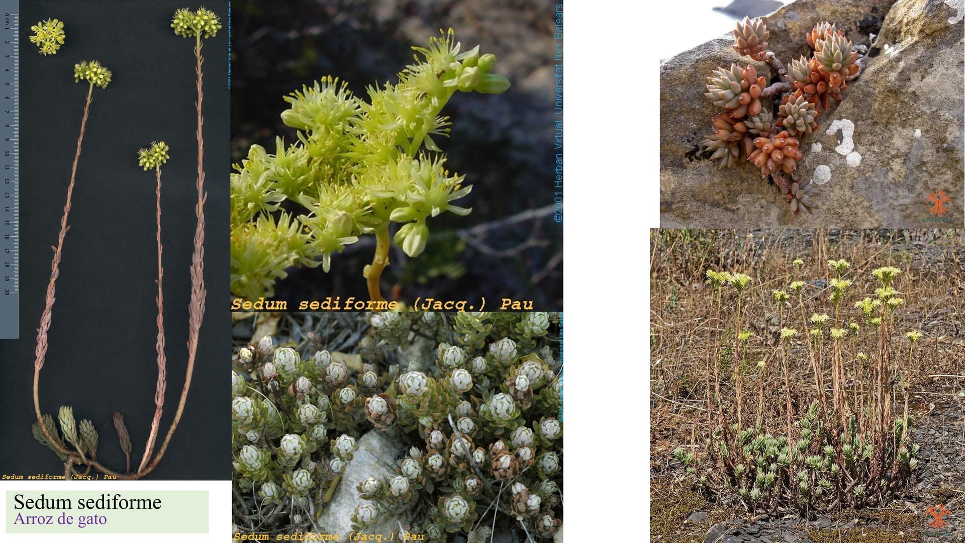 Sedum sediforme