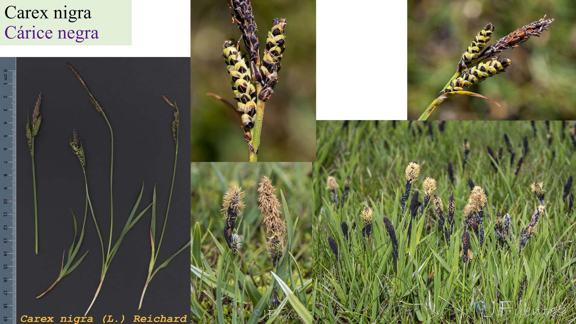 Carex nigra