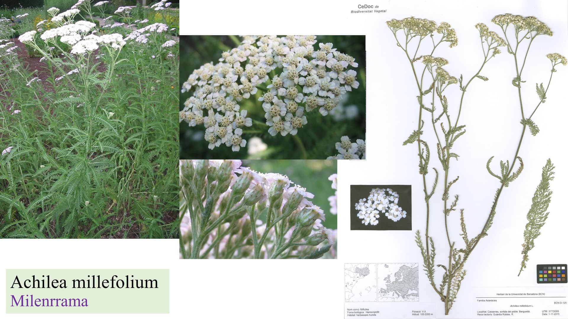 Achillea