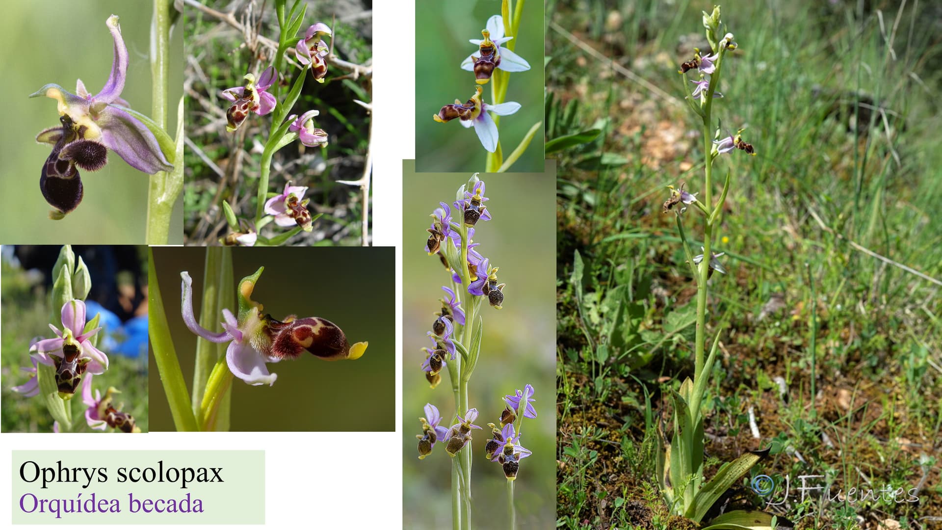 Ophrys scolopax