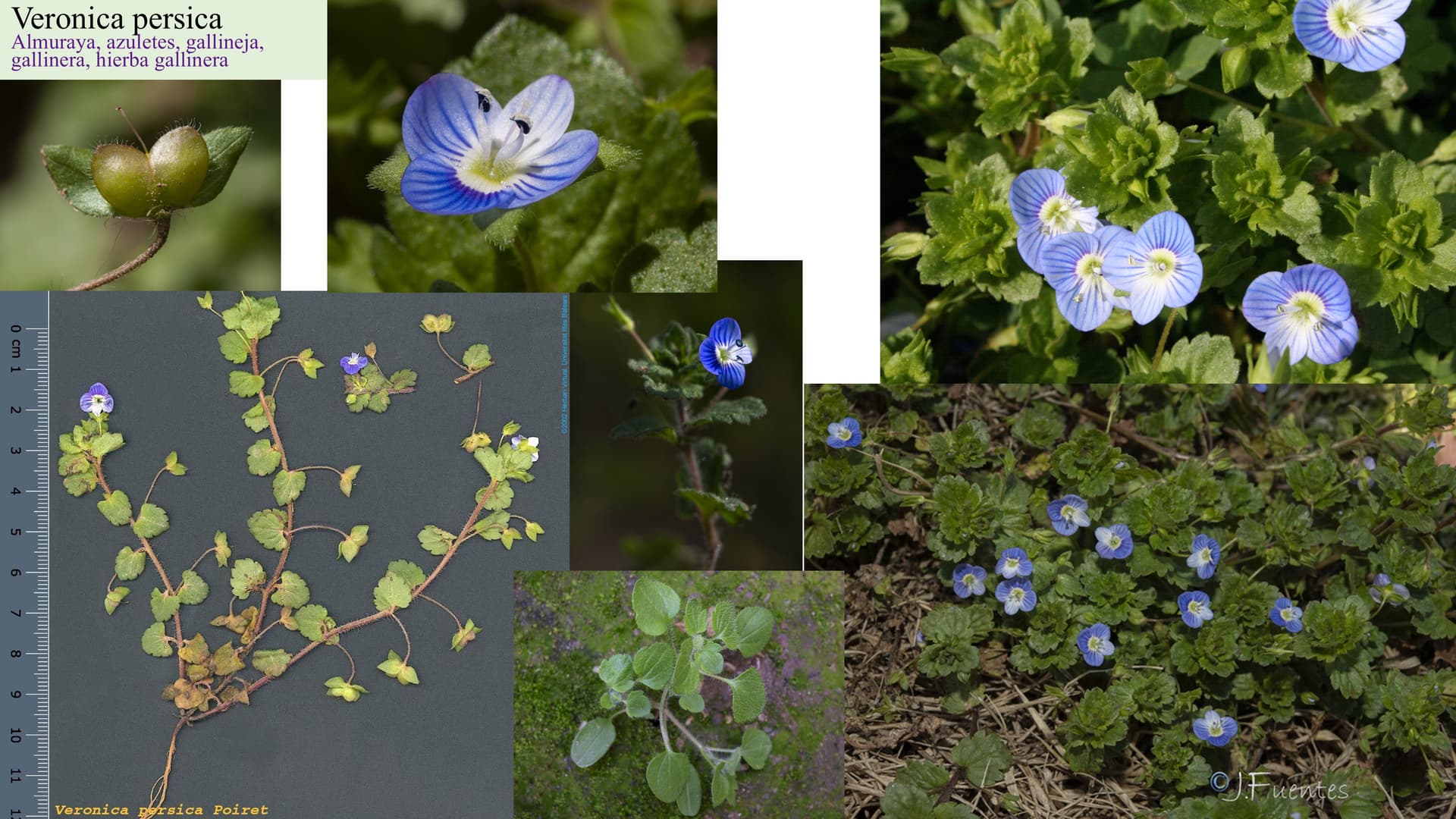 Veronica persica