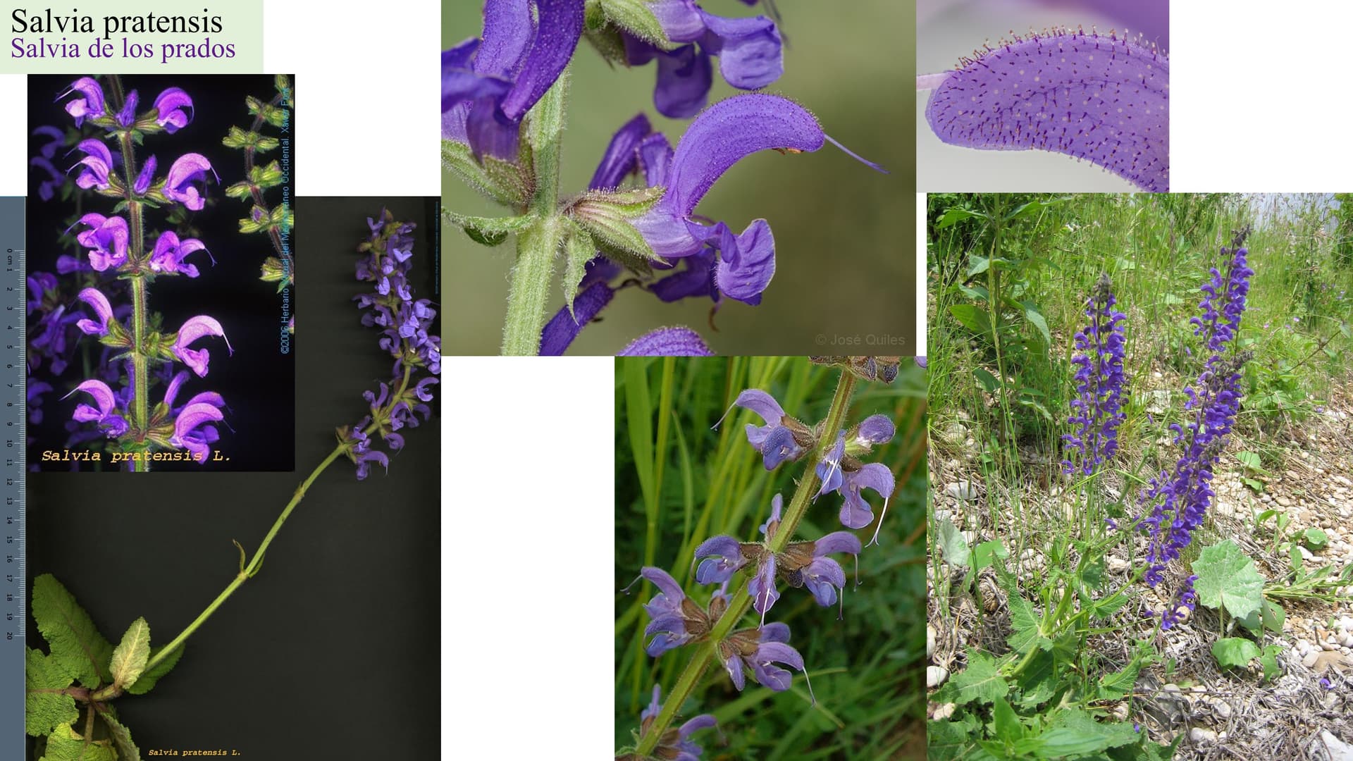 Salvia pratensis