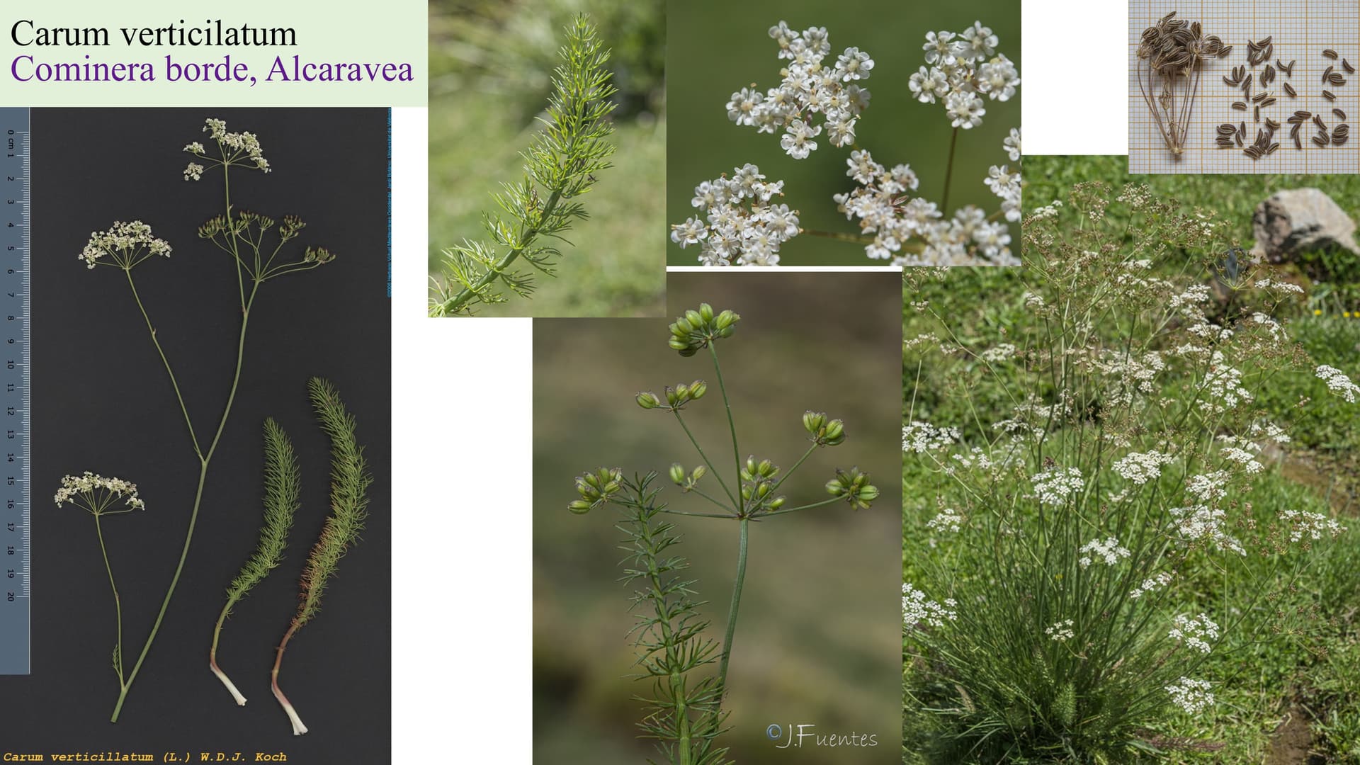 Carum verticillatum