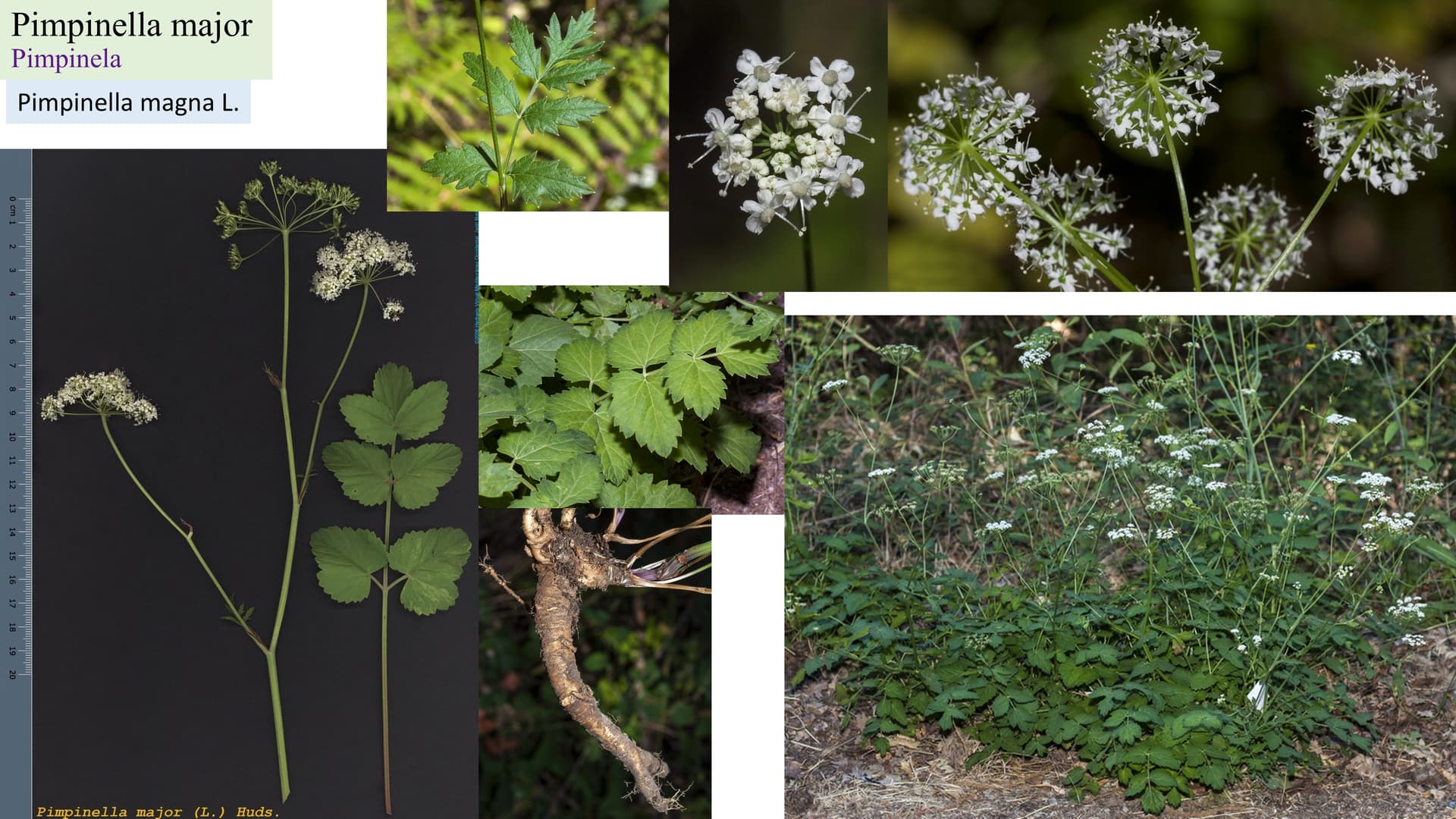 Pimpinella major