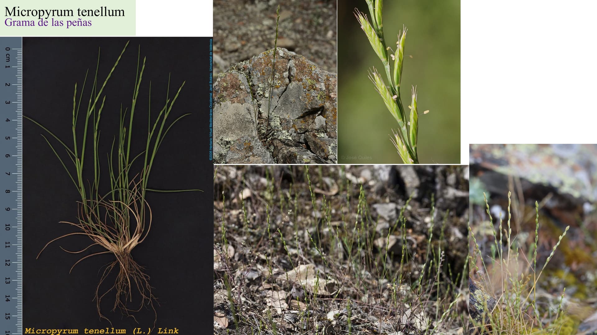 Micropyrum tenellum
