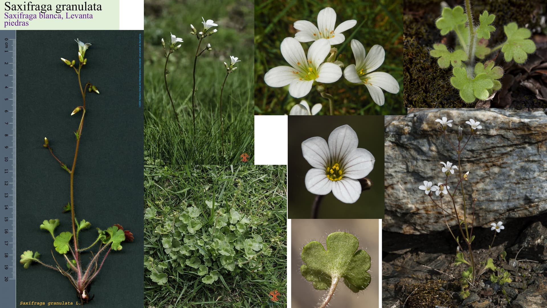 Saxifraga granulata