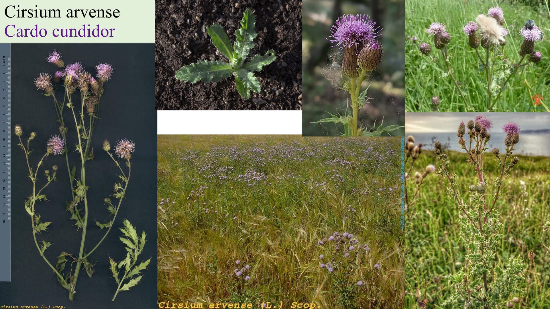 Cirsium arvense