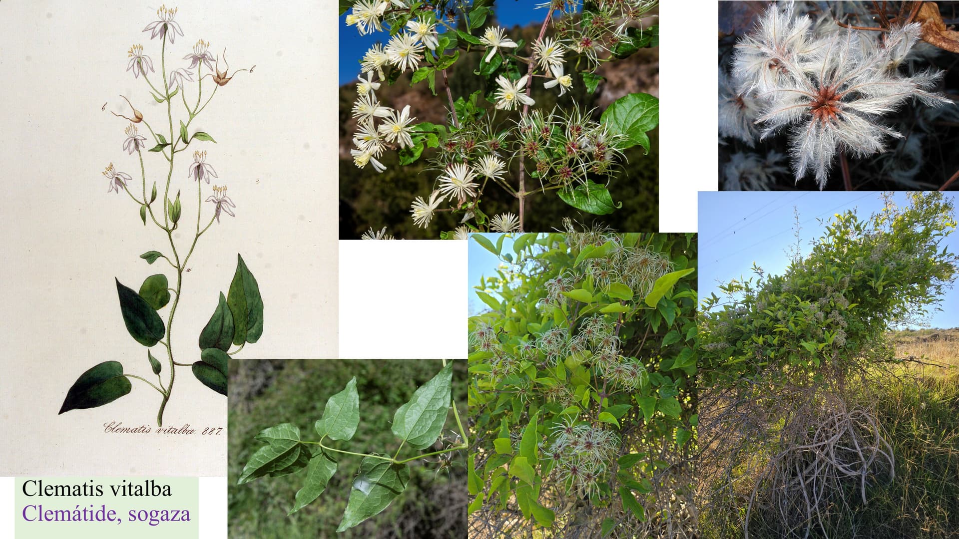 Clematis vitalba