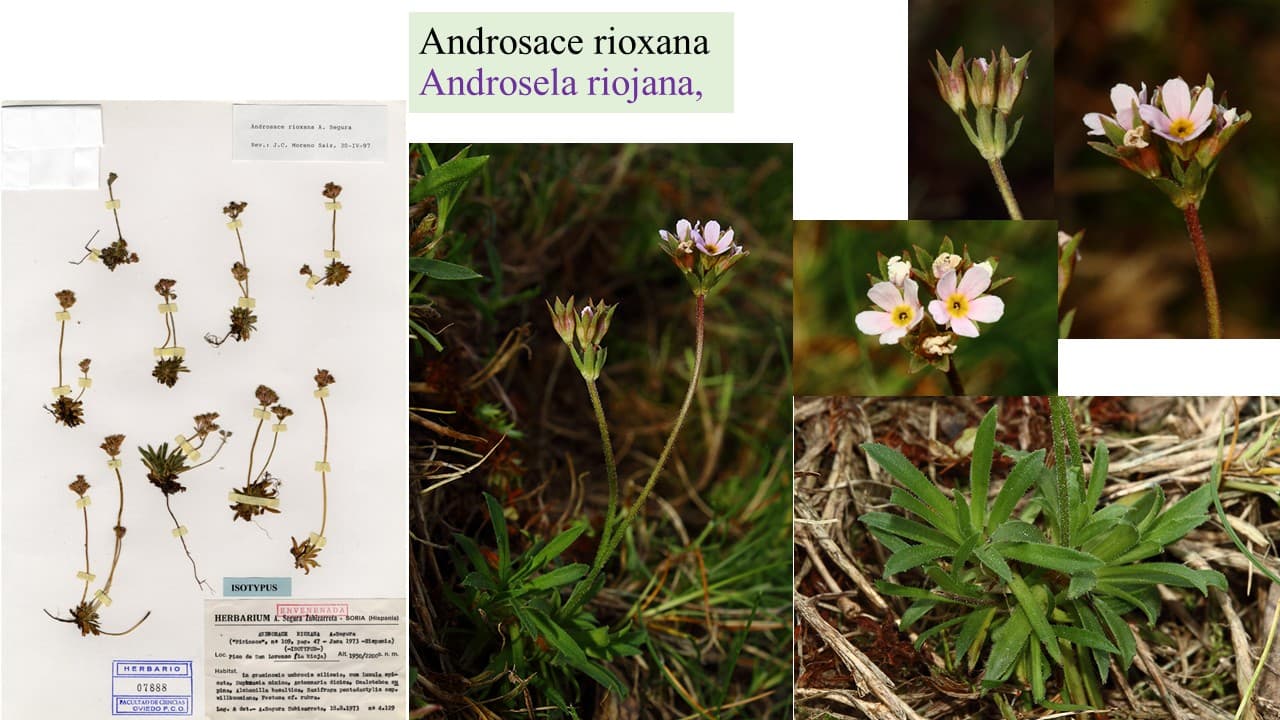 Androsace