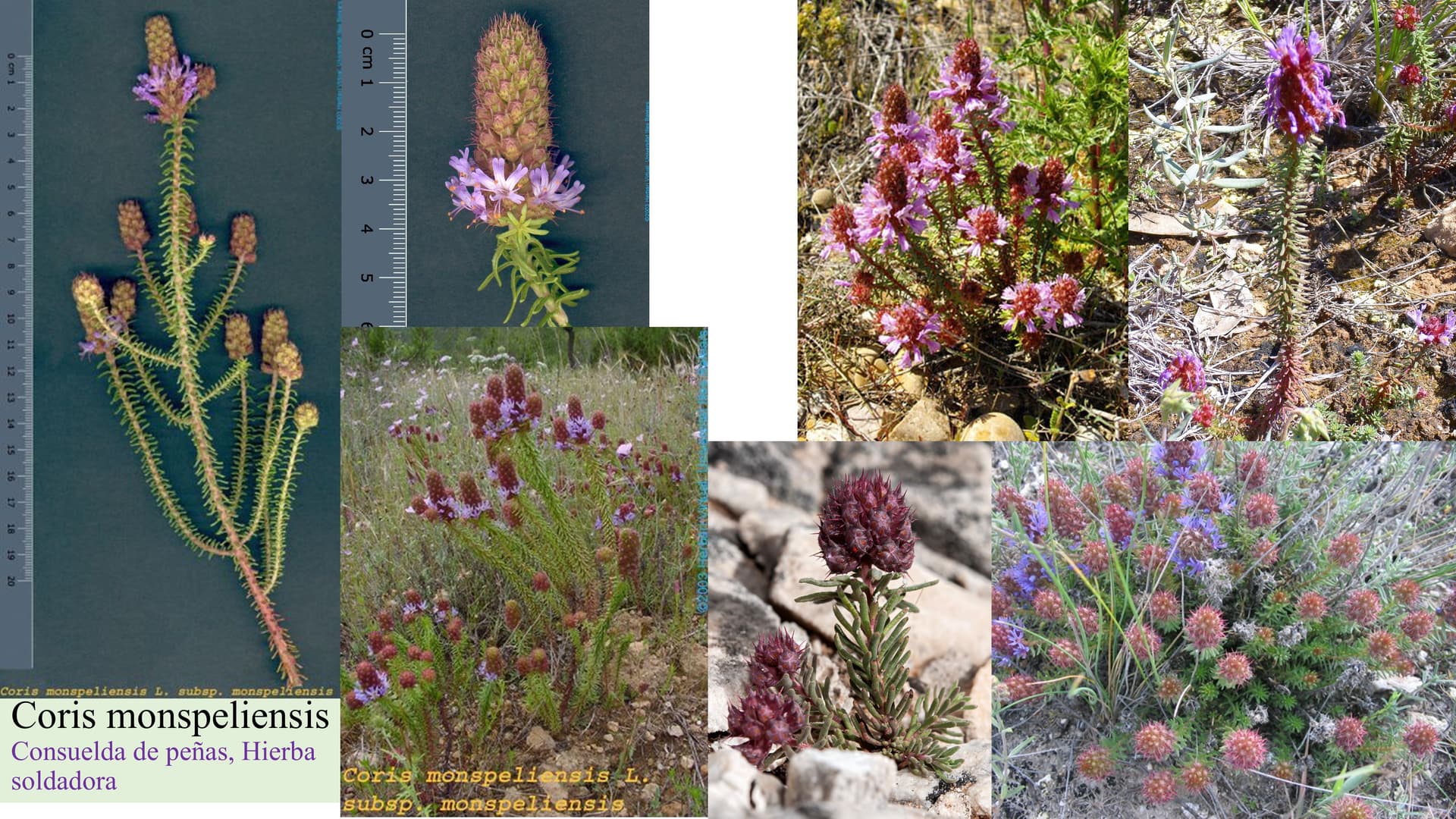 Coris monspeliensis