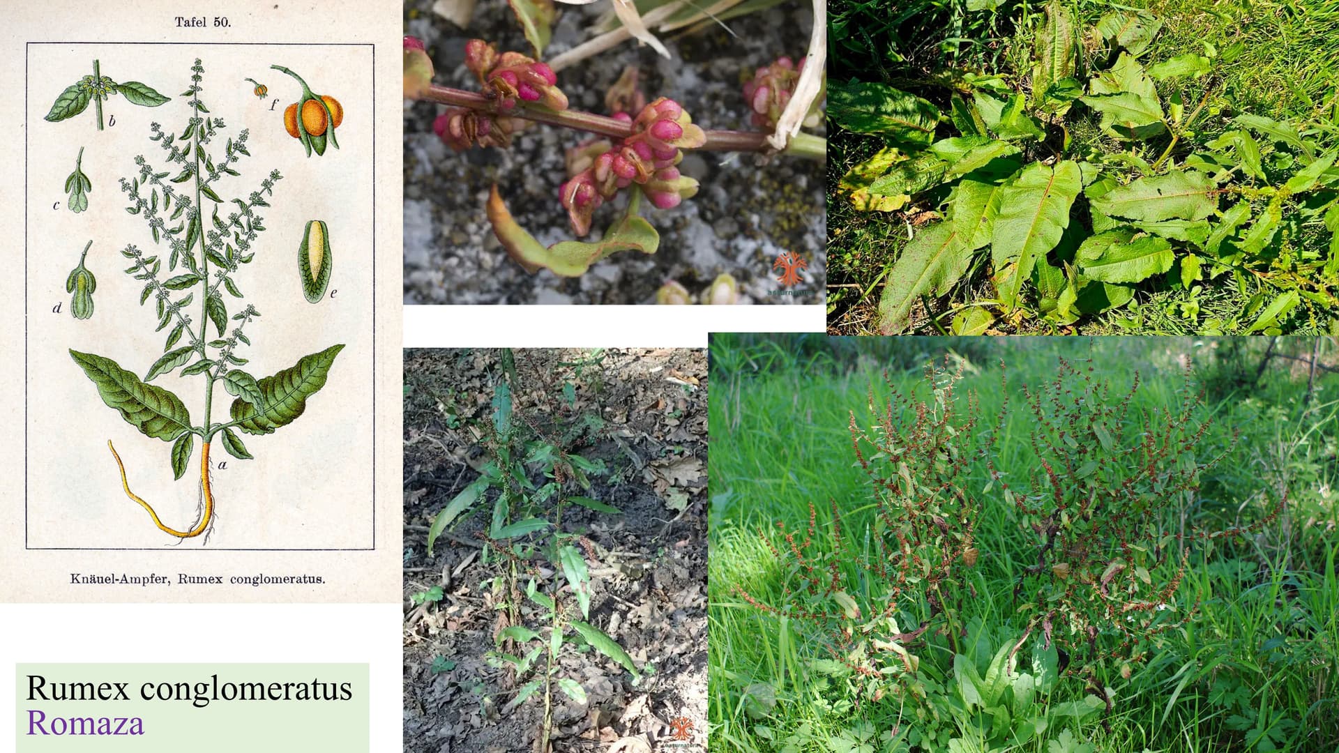 Rumex conglomeratus