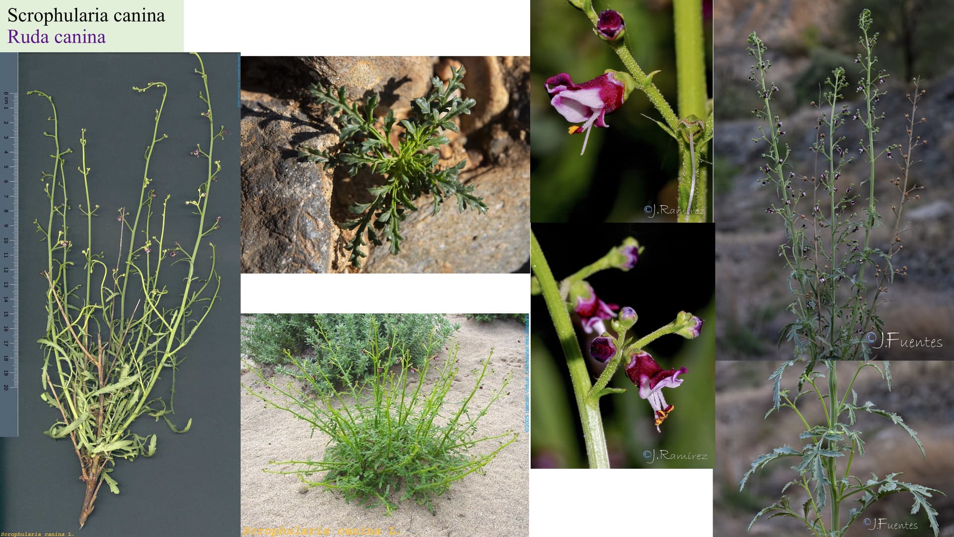 Scrophularia canina