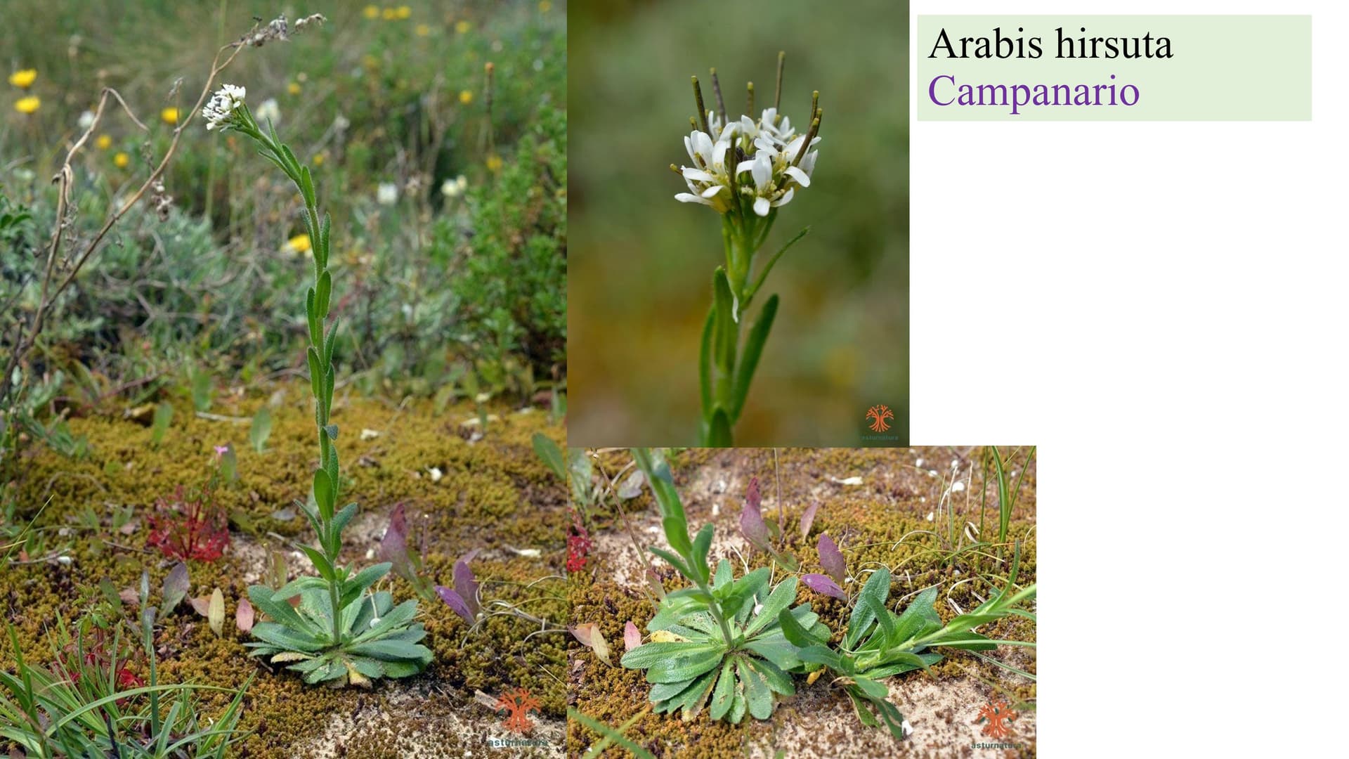 Arabis hirsuta