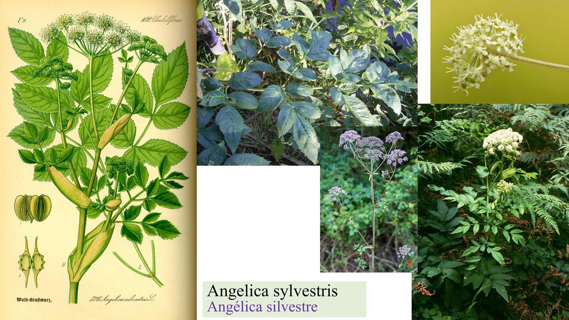 Angelica sylvestris