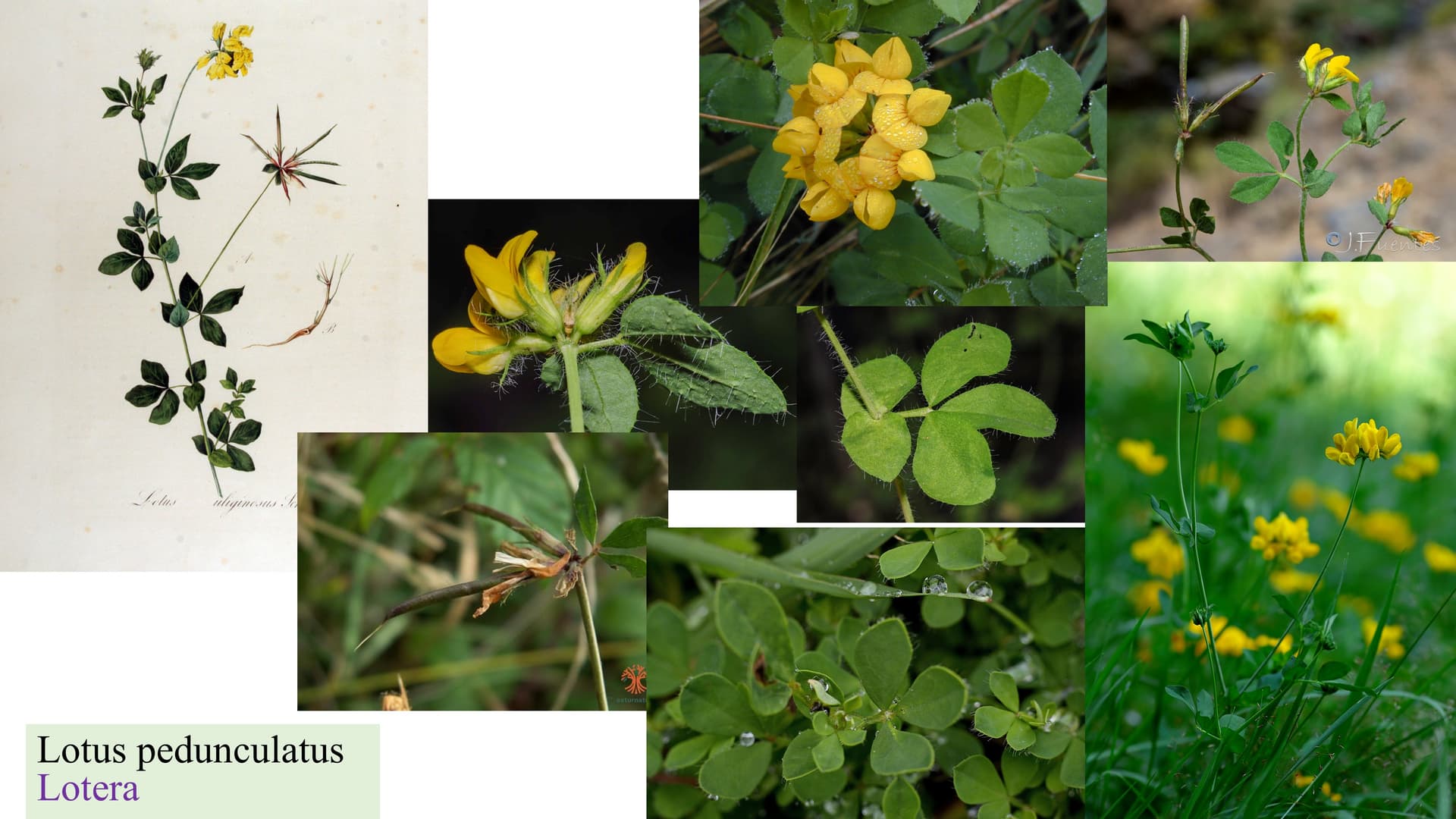 Lotus pedunculatus