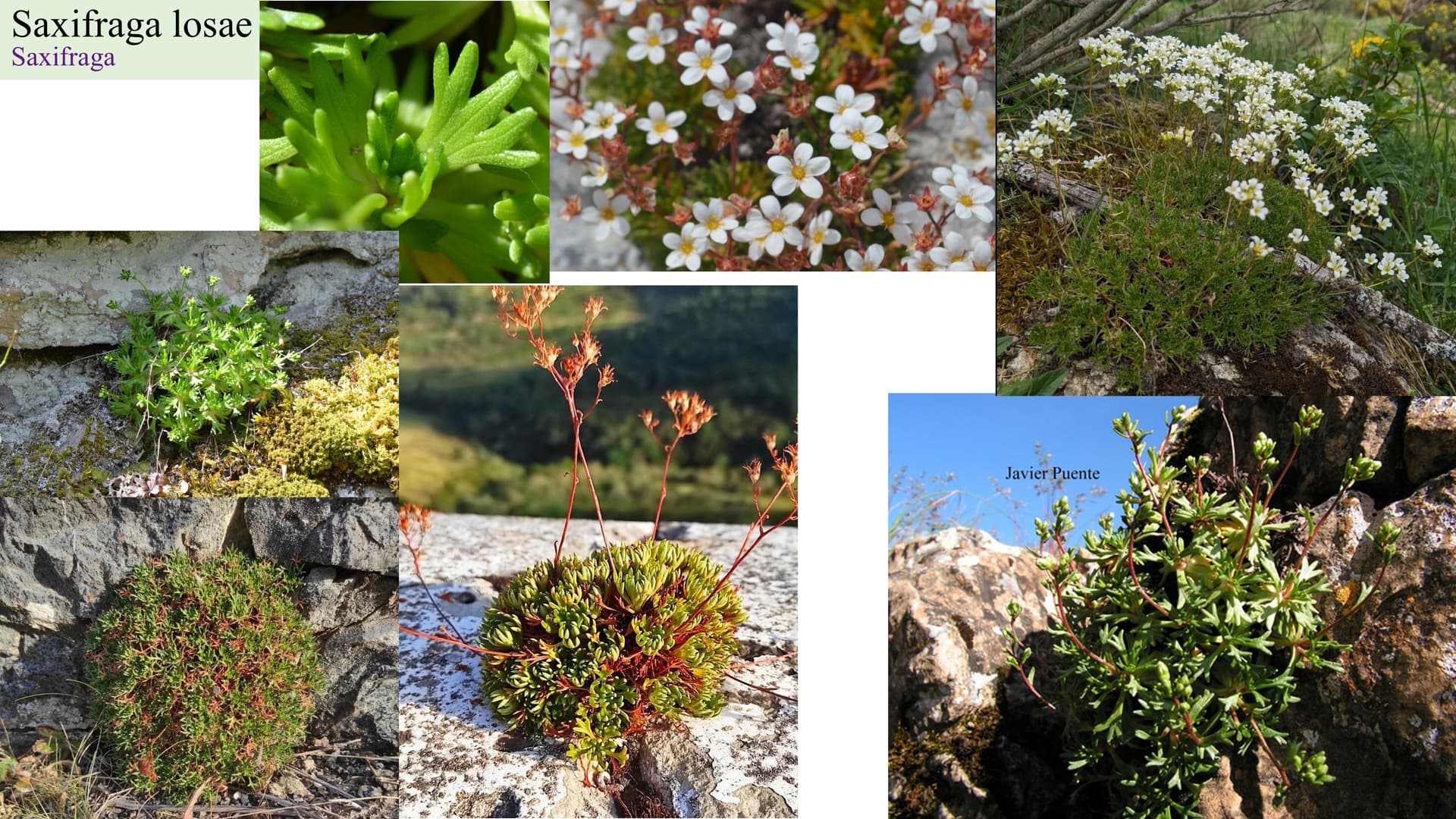 Saxifraga losae