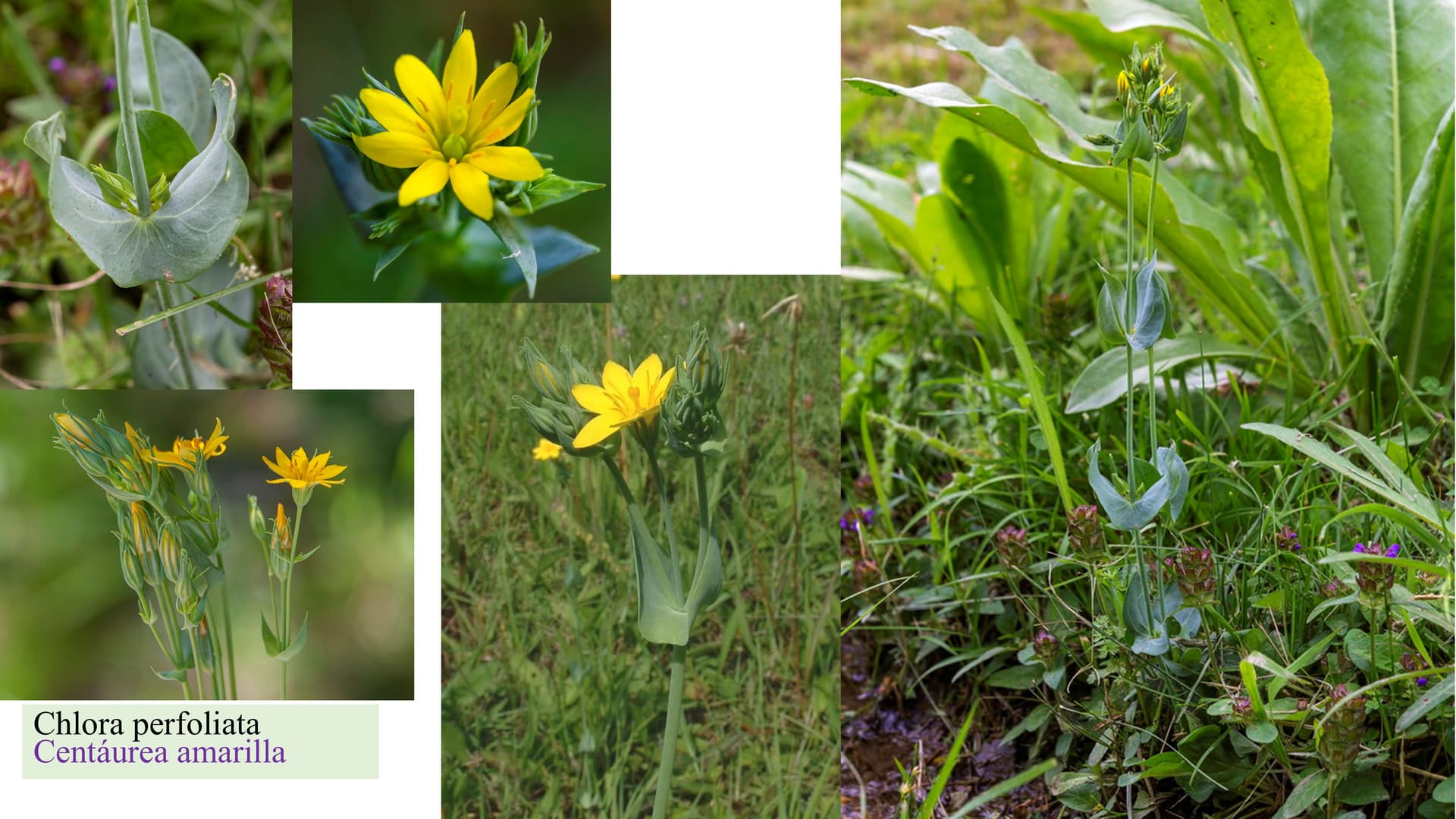 Chlora perfoliata