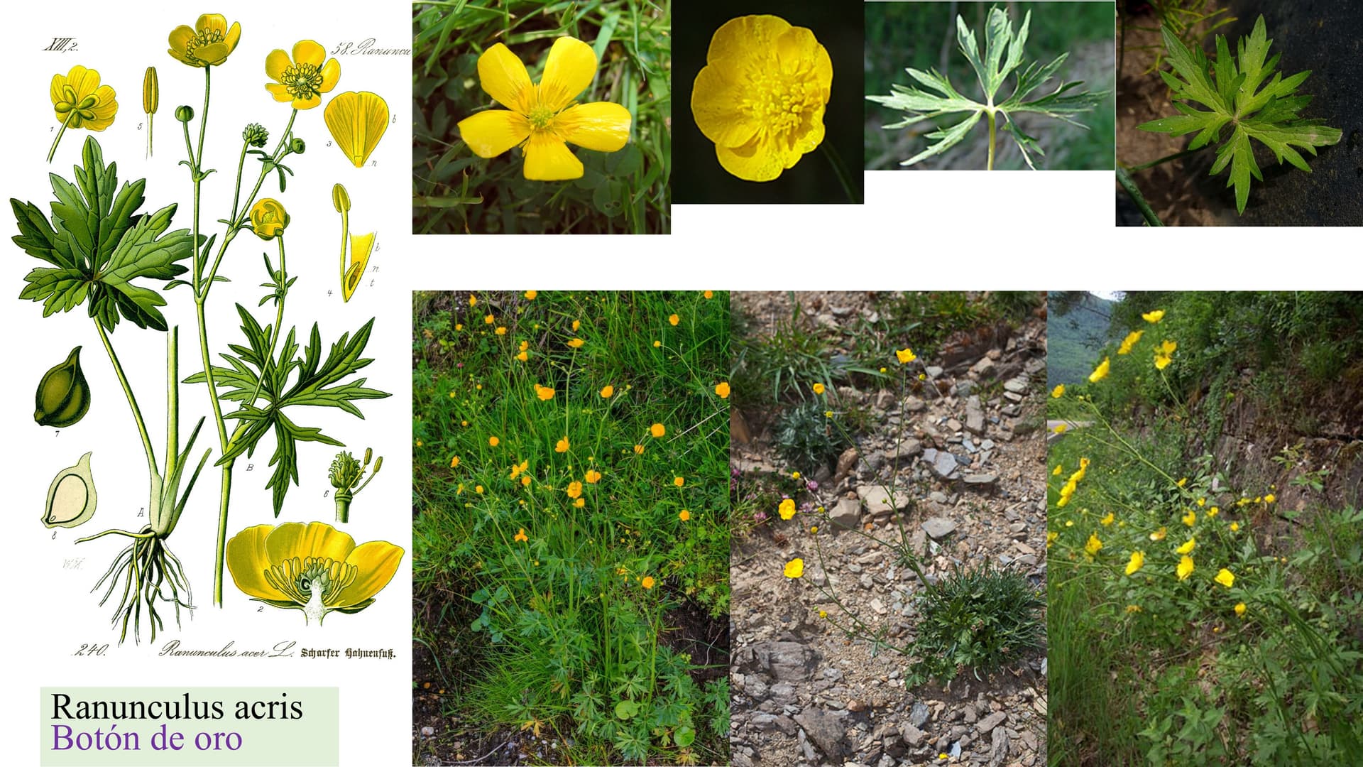 Ranunculus acris