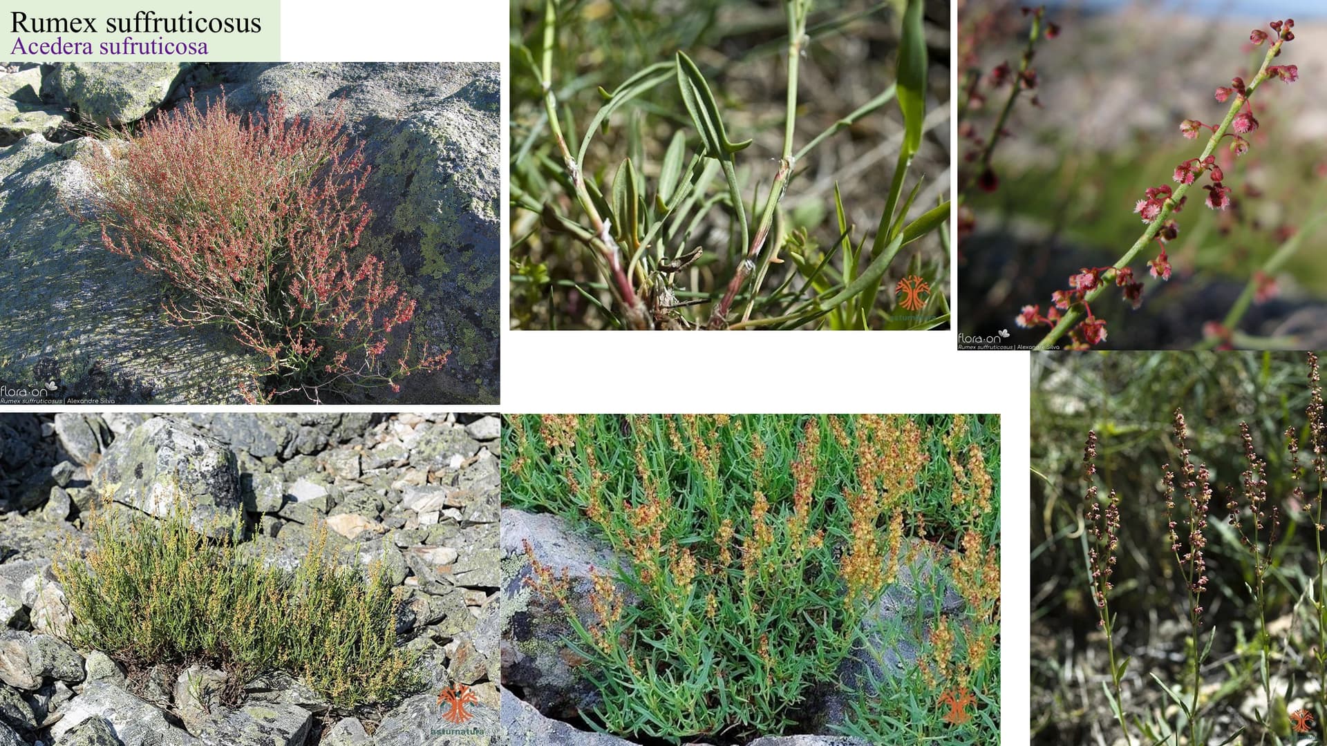Rumex suffruticosus