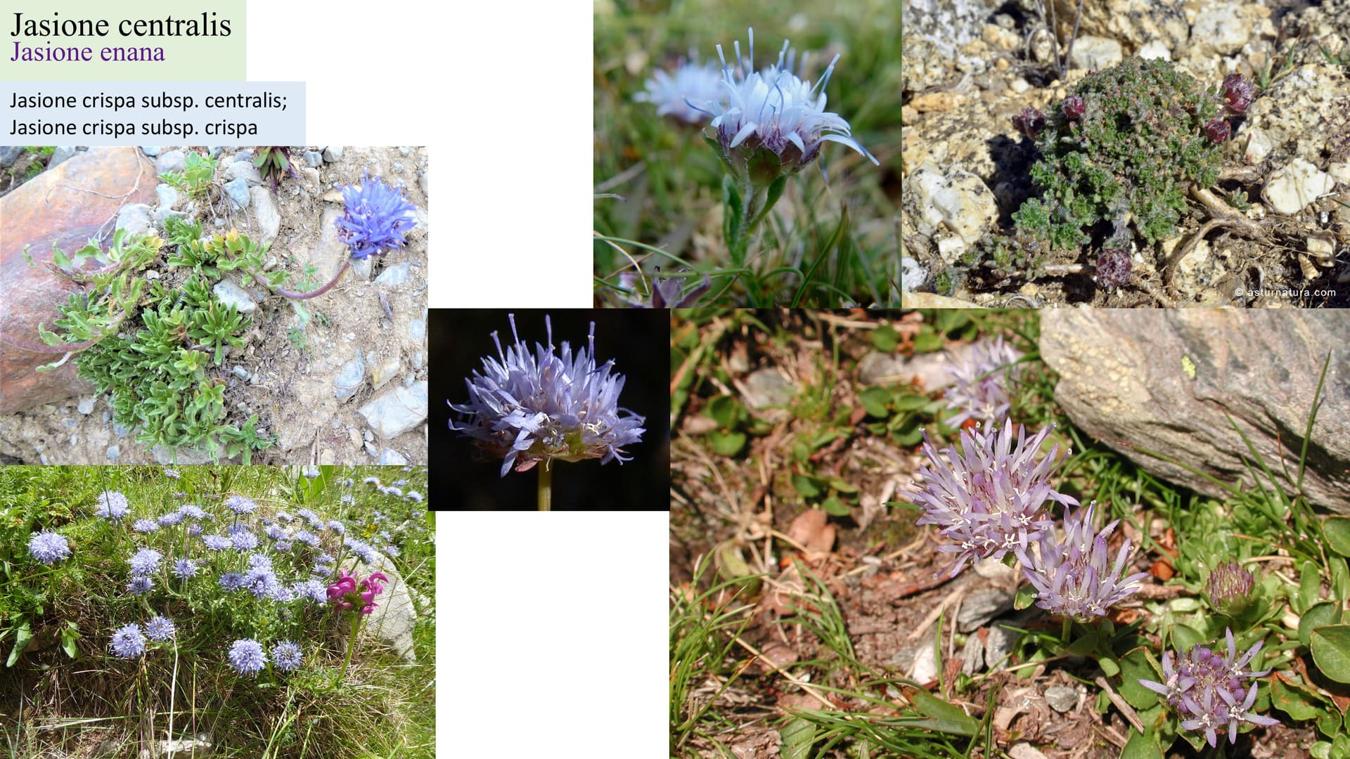 Jasione centralis