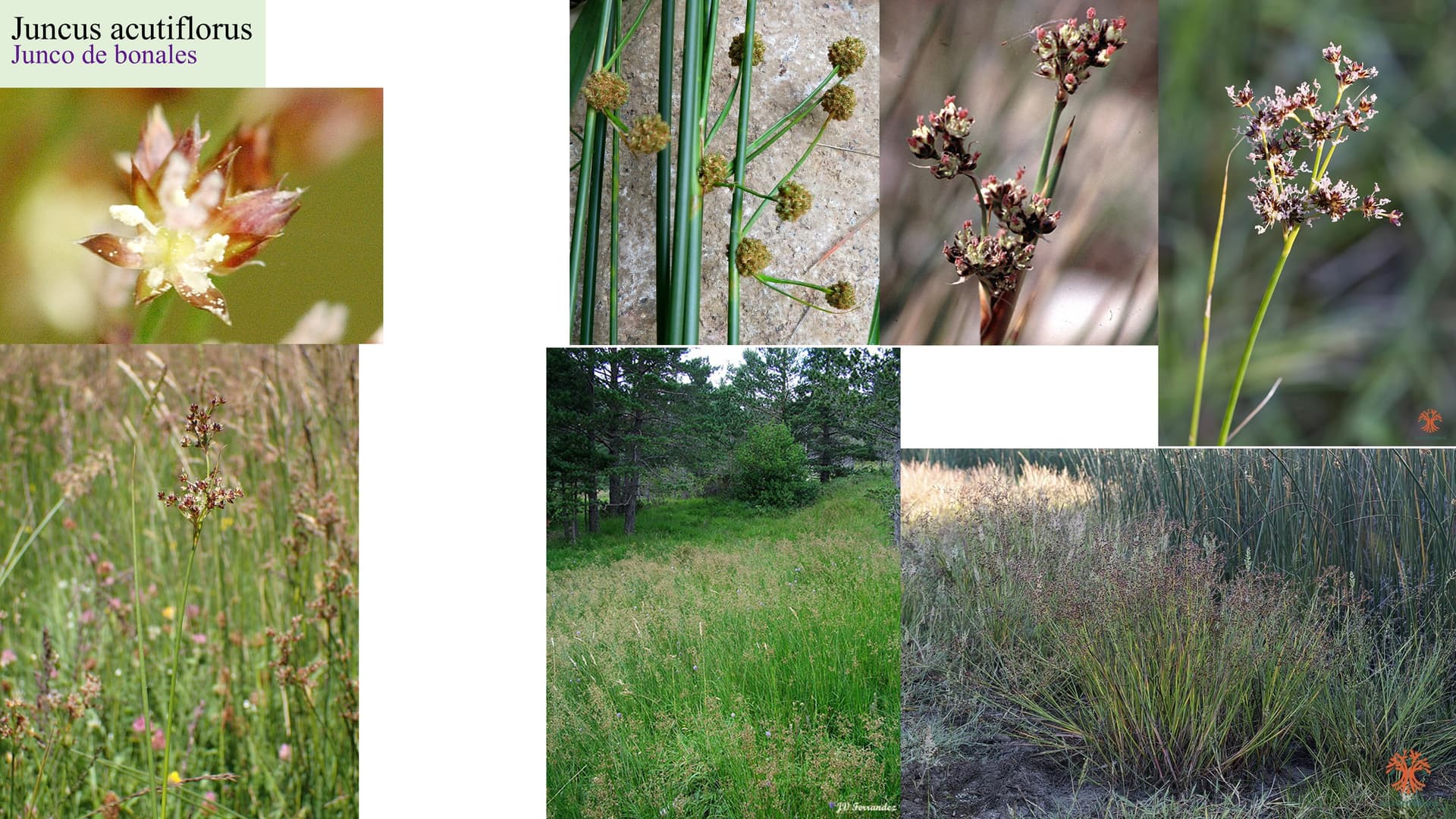 Juncus acutiflorus
