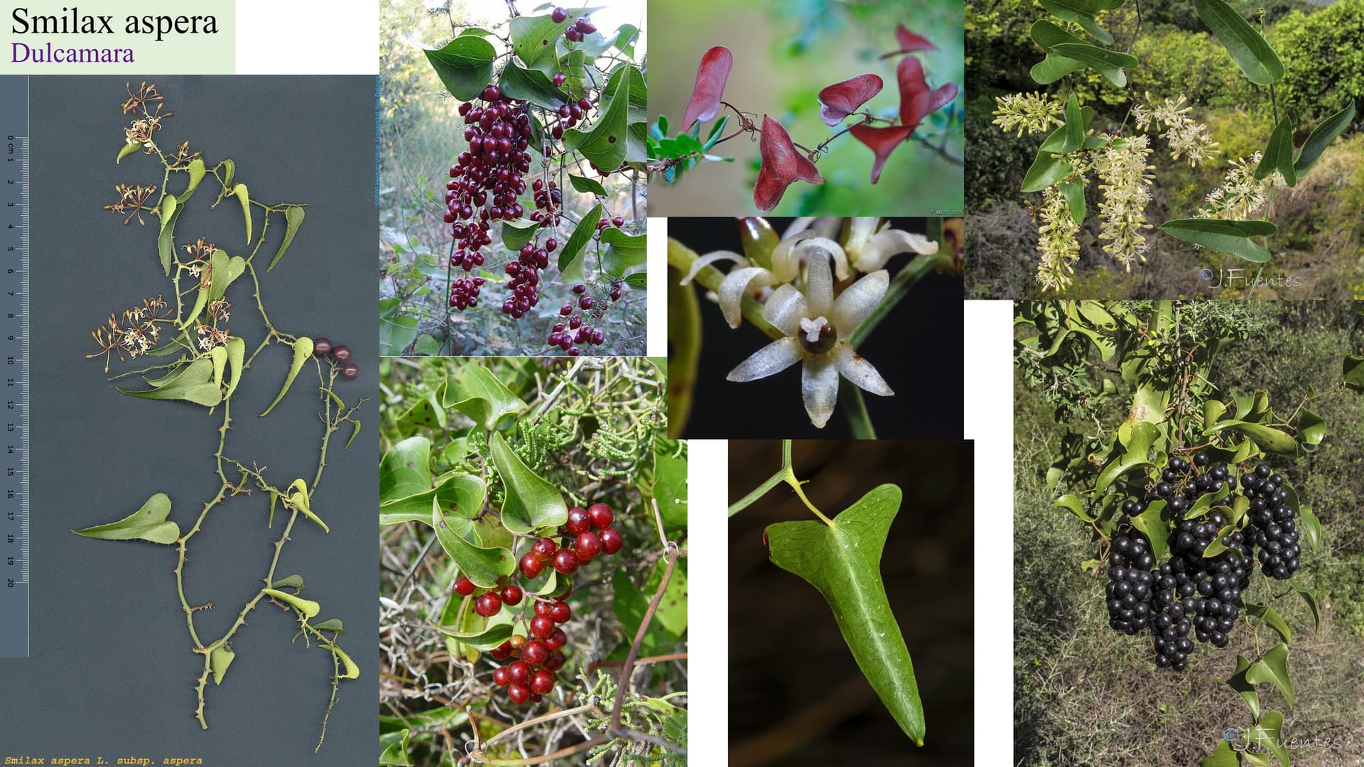 Smilax aspera