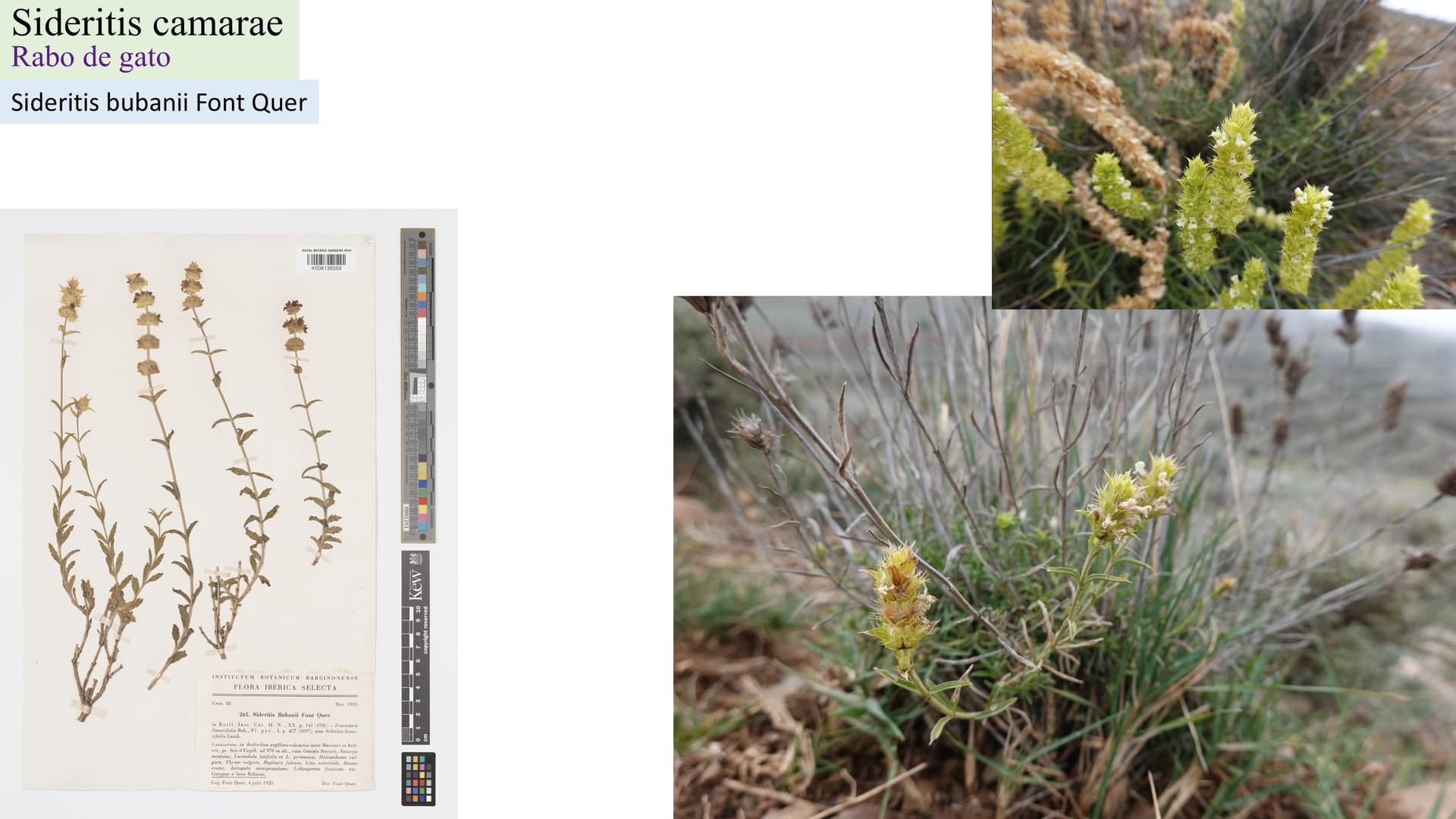 Sideritis camarae