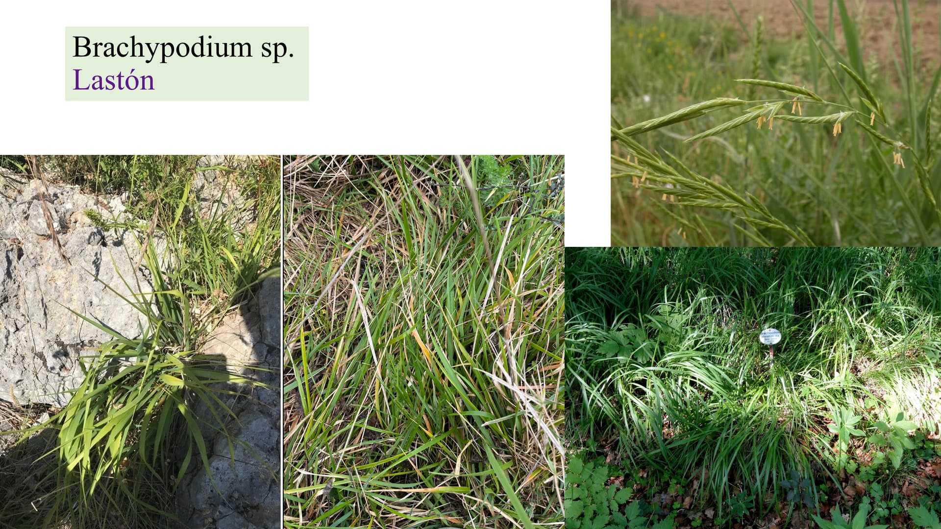 Brachypodium sp.
