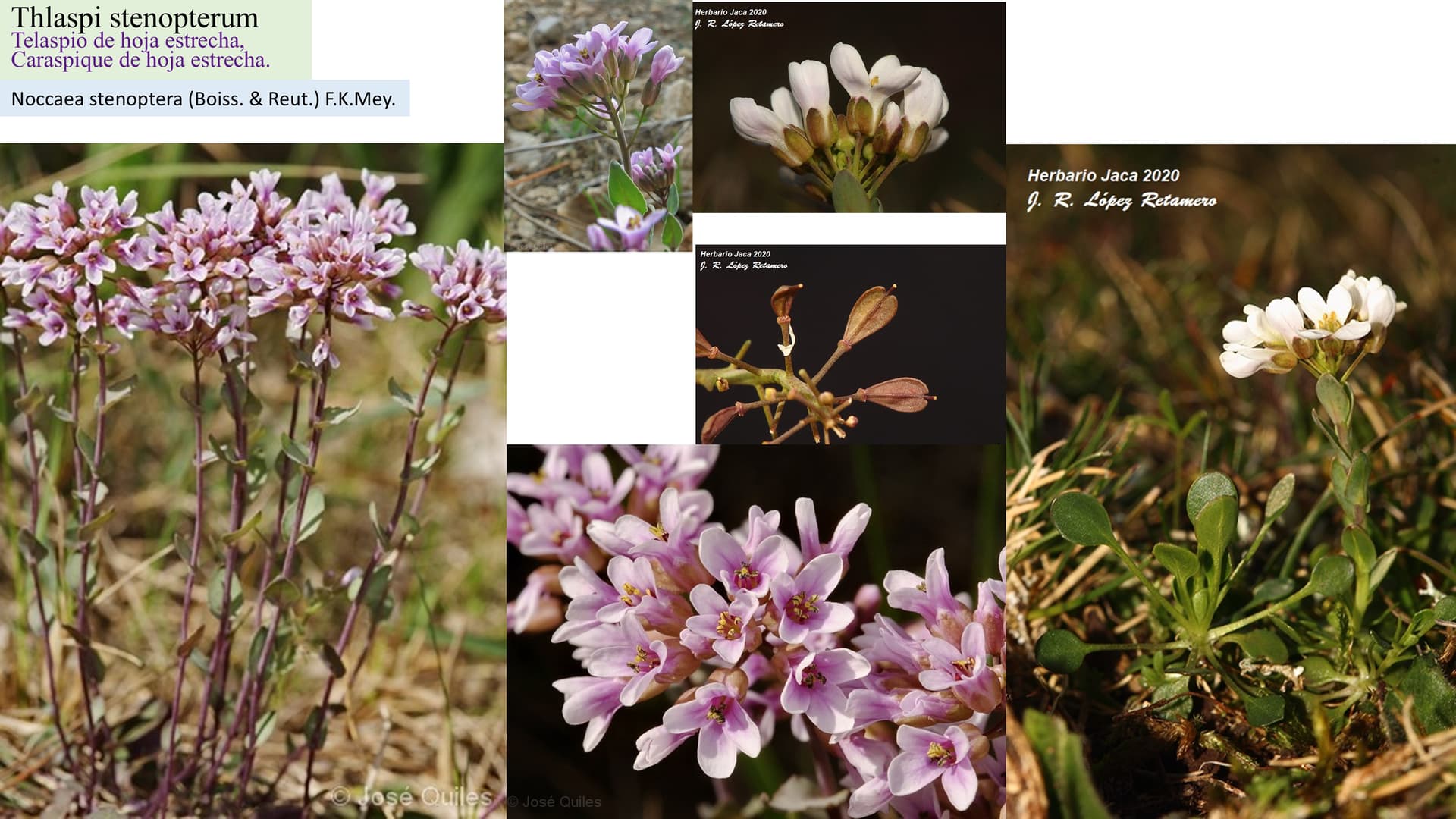 Thlaspi stenopterum