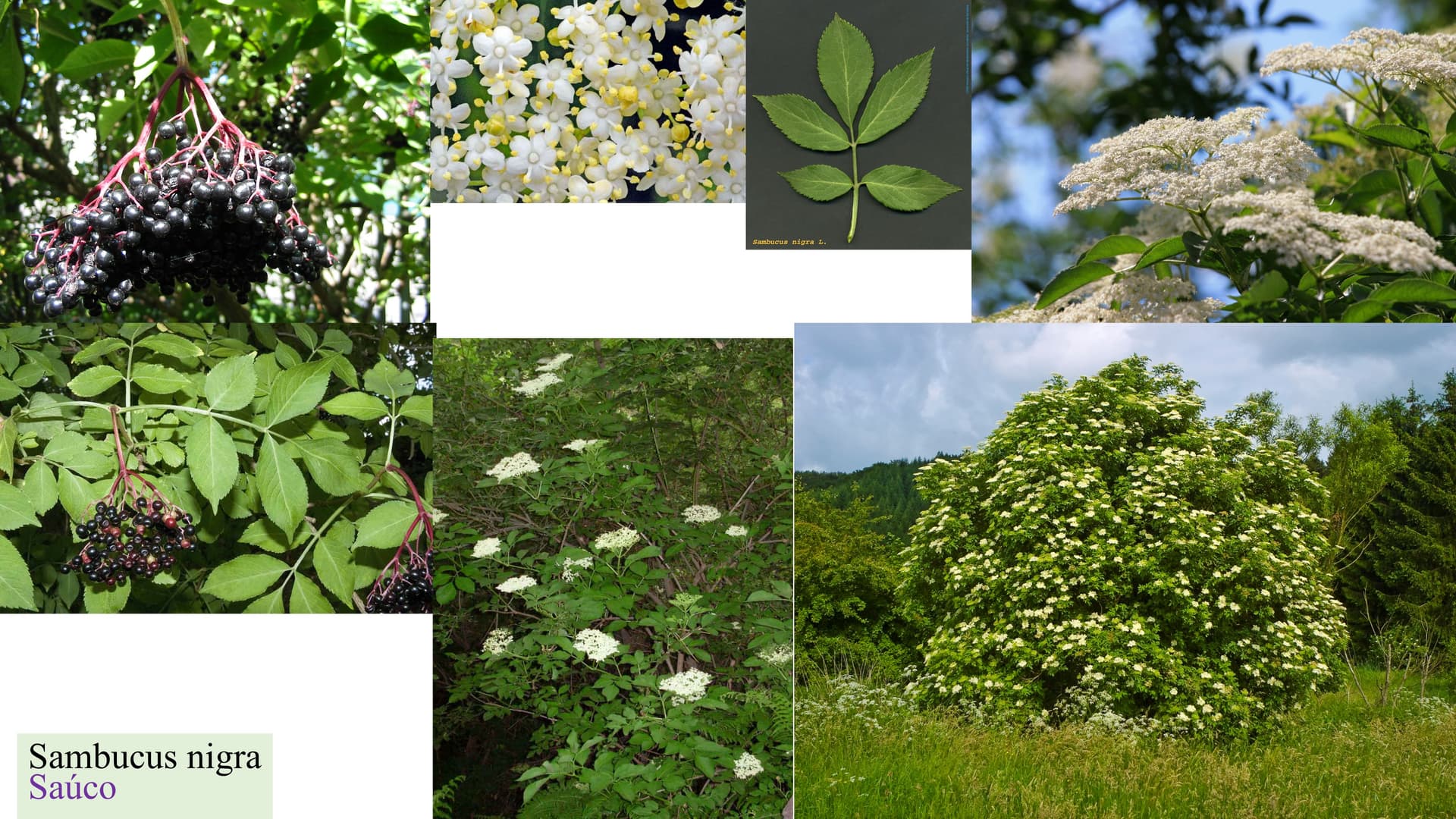 Sambucus nigra