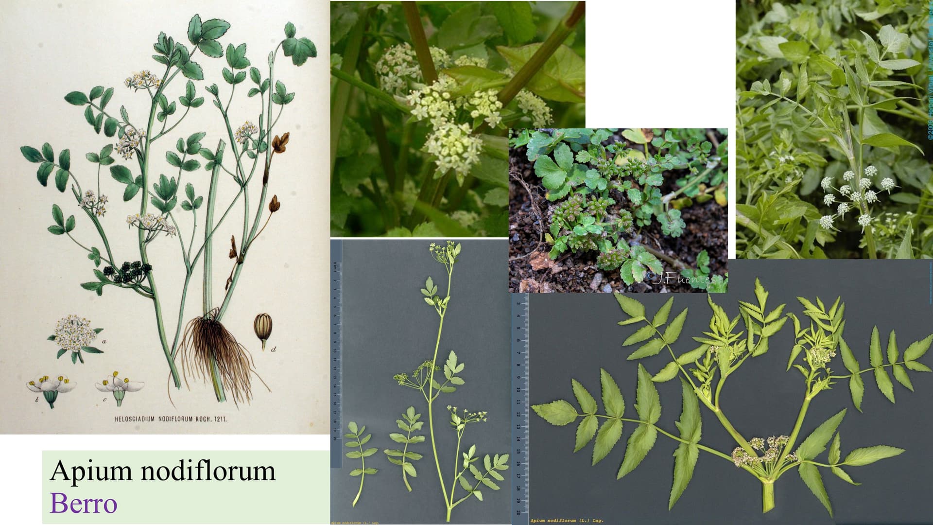 Apium nodiflorum