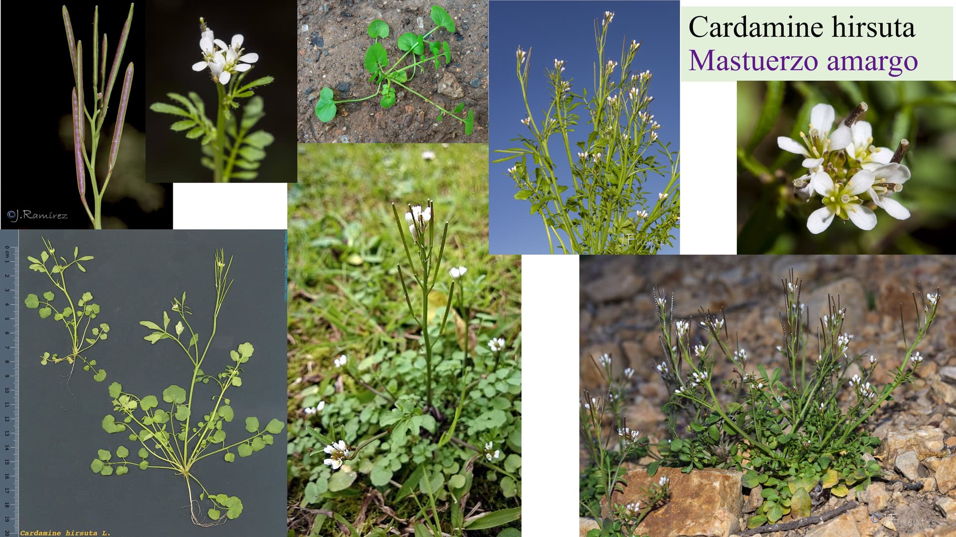 Cardamine hirsuta