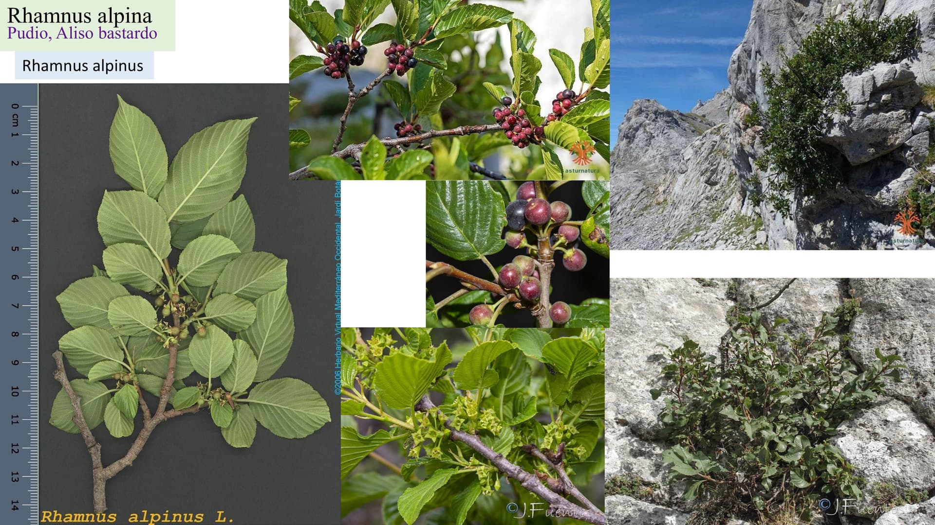 Rhamnus alpina