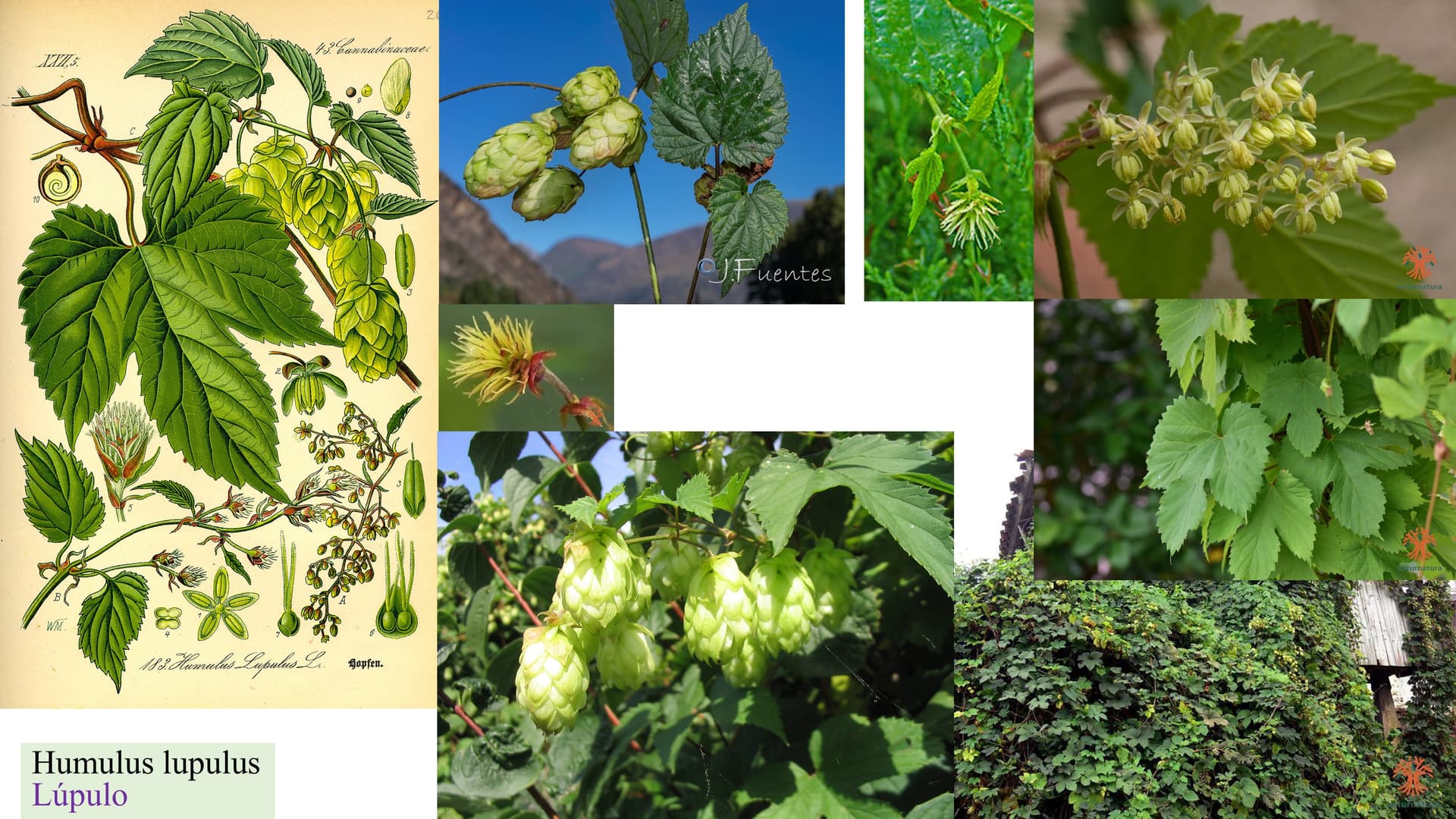 Humulus lupulus