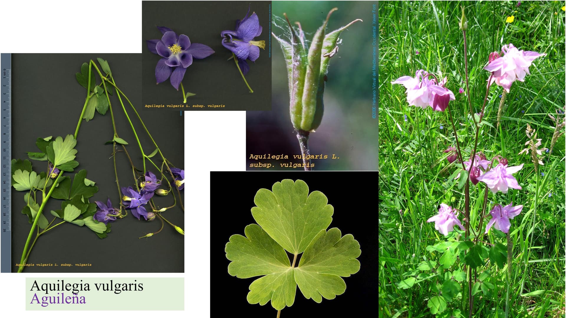Aquilegia vulgaris