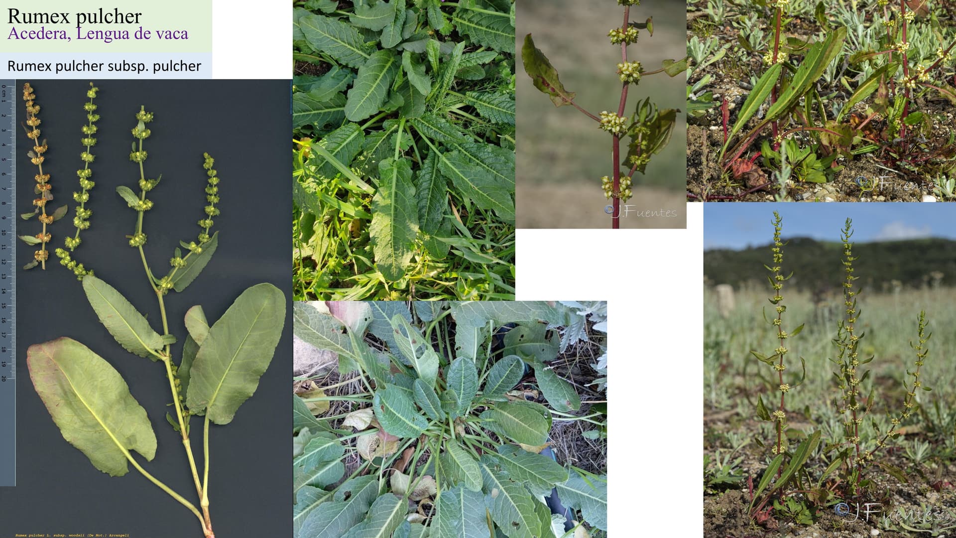 Rumex pulcher