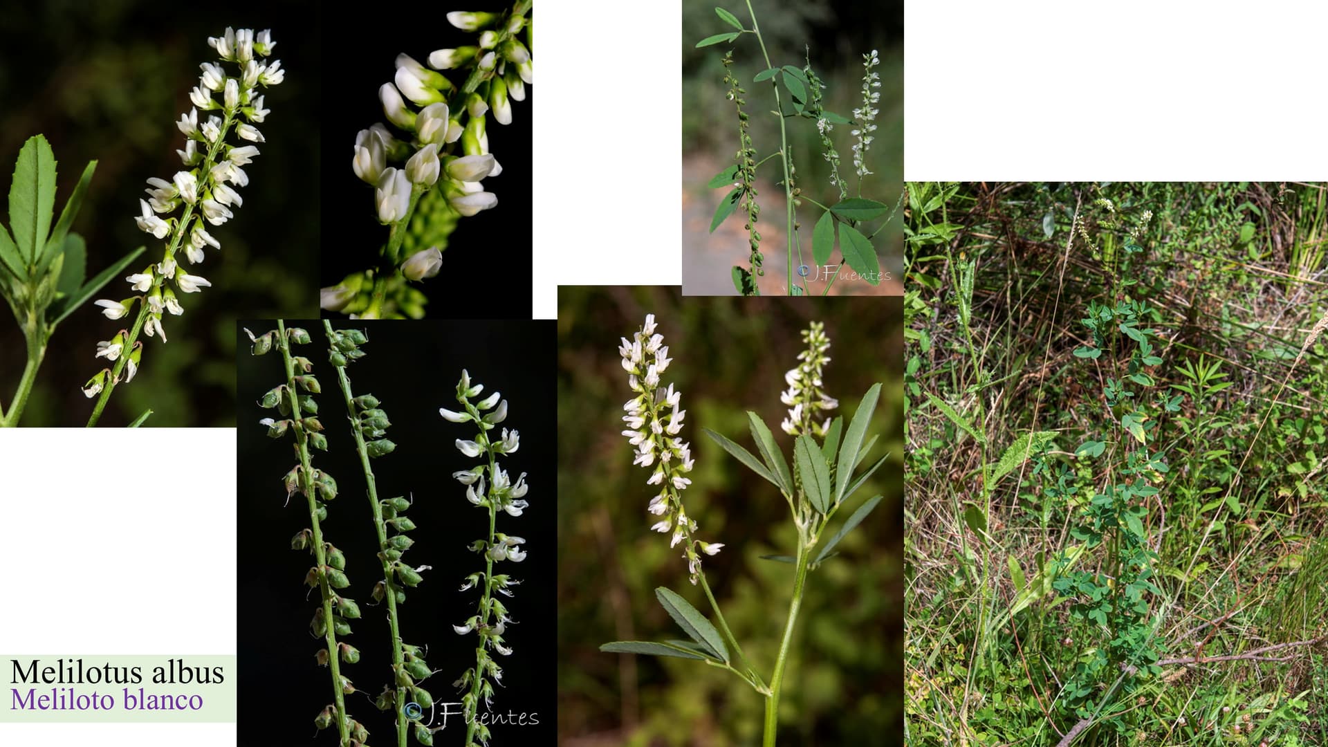 Melilotus albus