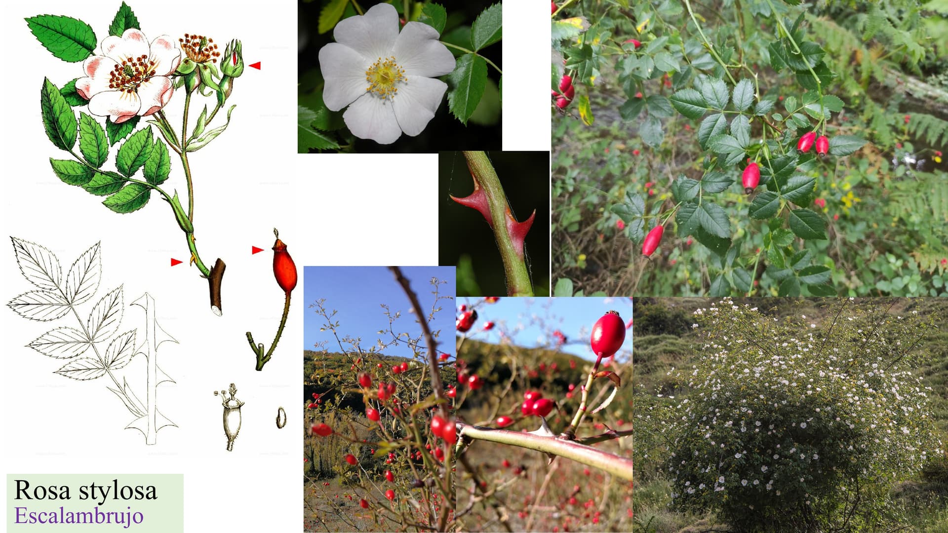 Rosa stylosa