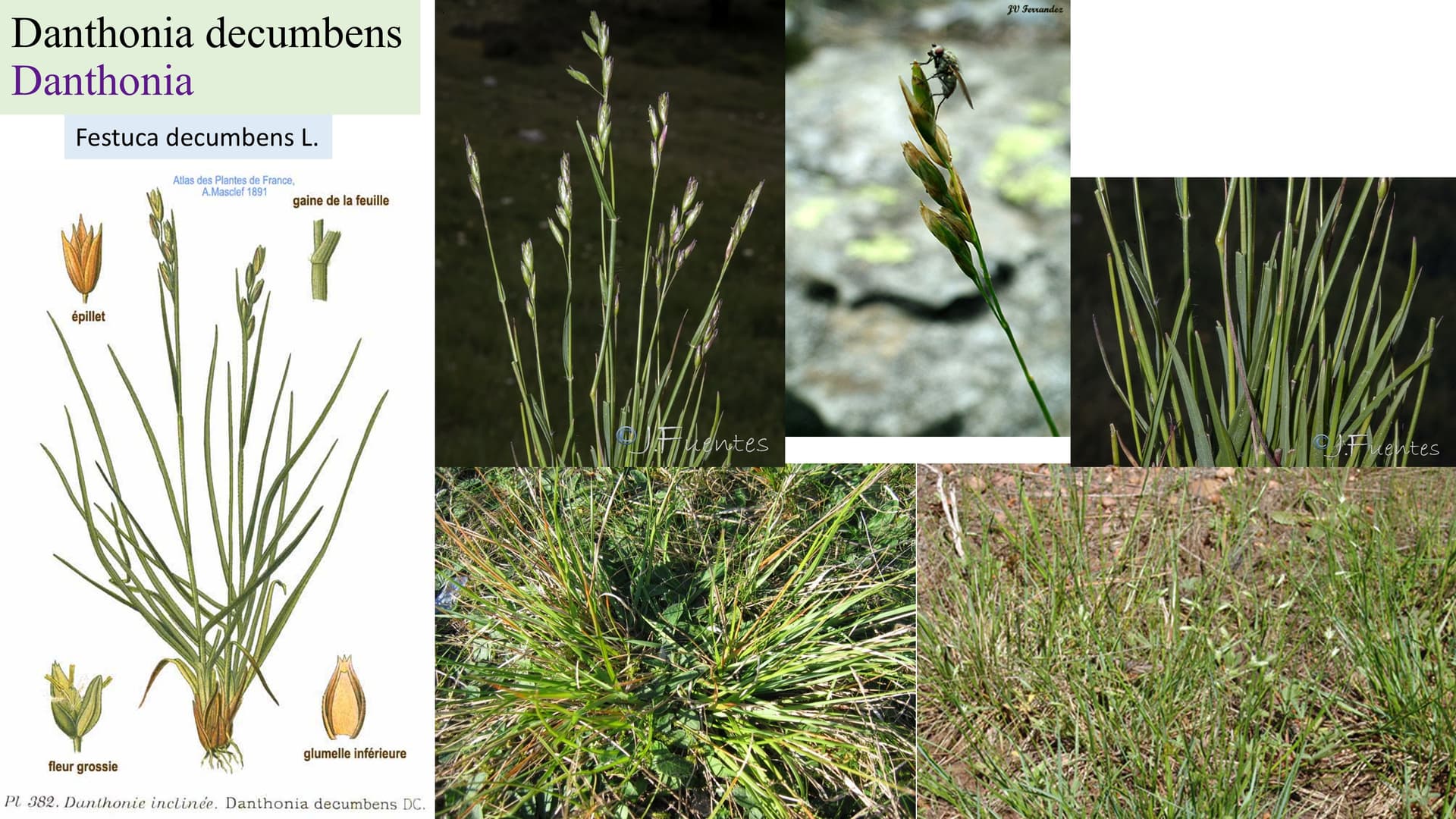Danthonia decumbens