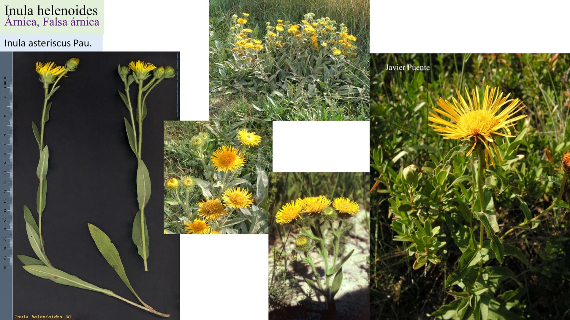 Inula helenioides