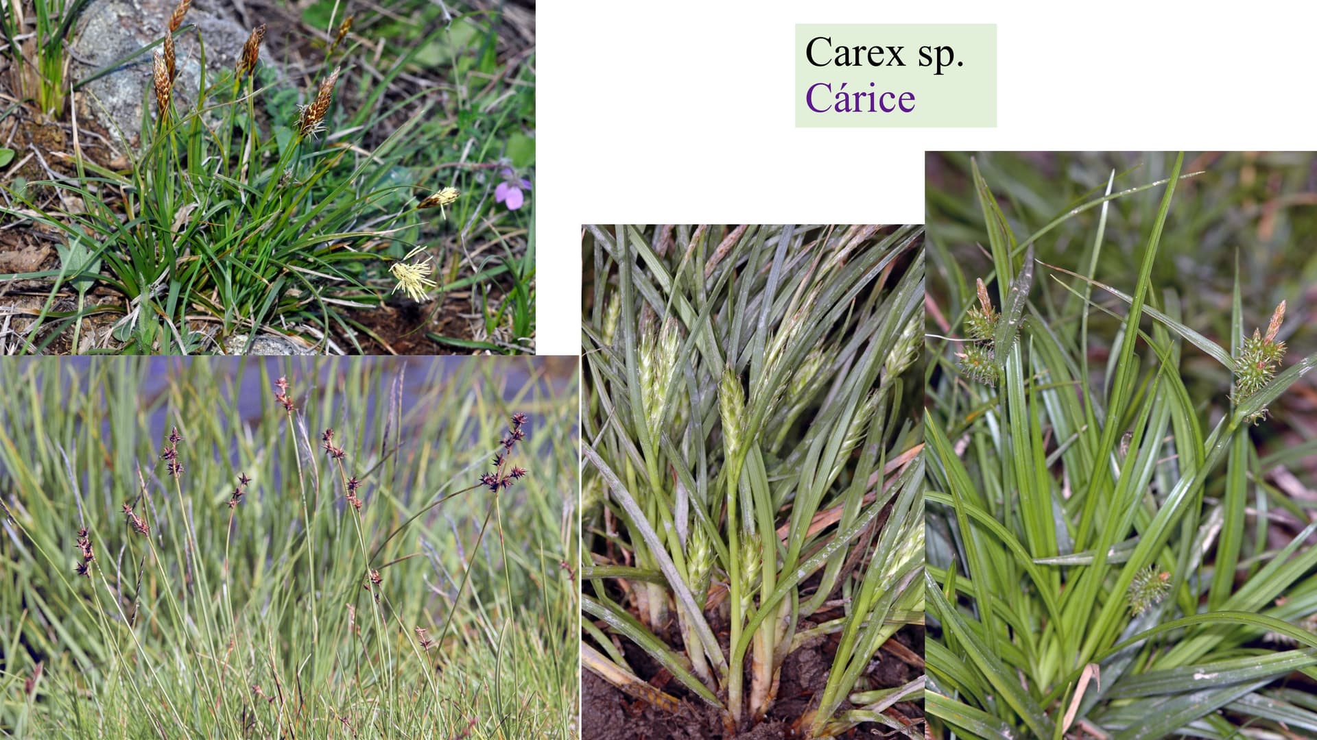Carex sp.
