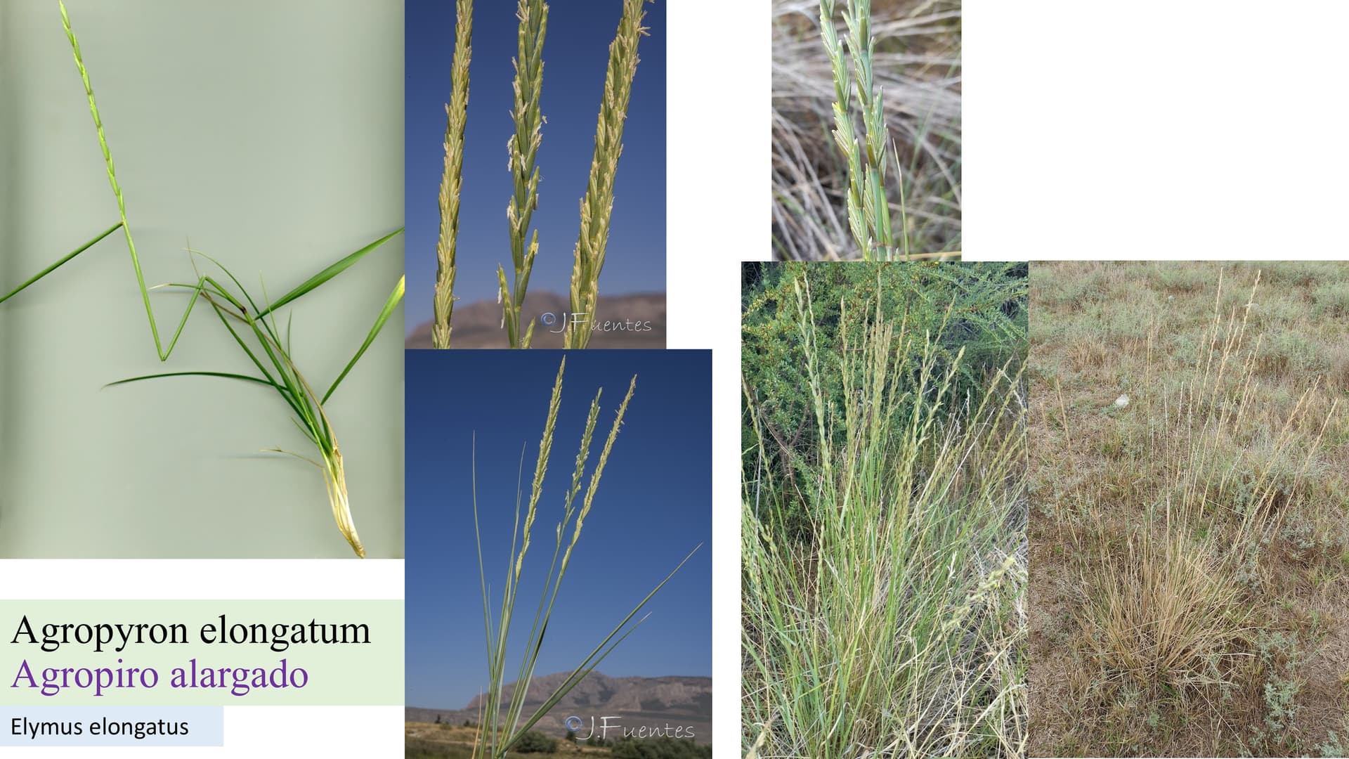 Agropyron