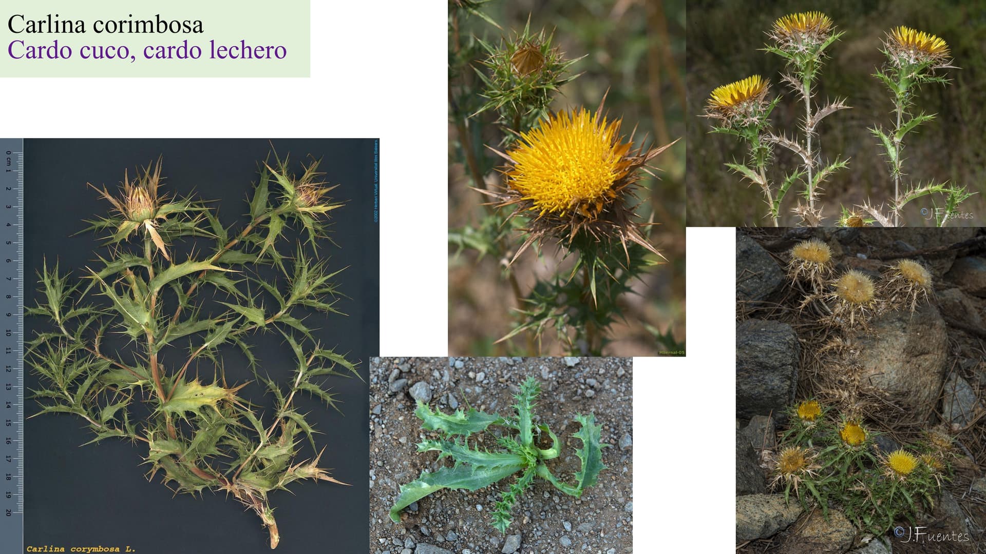 Carlina corymbosa