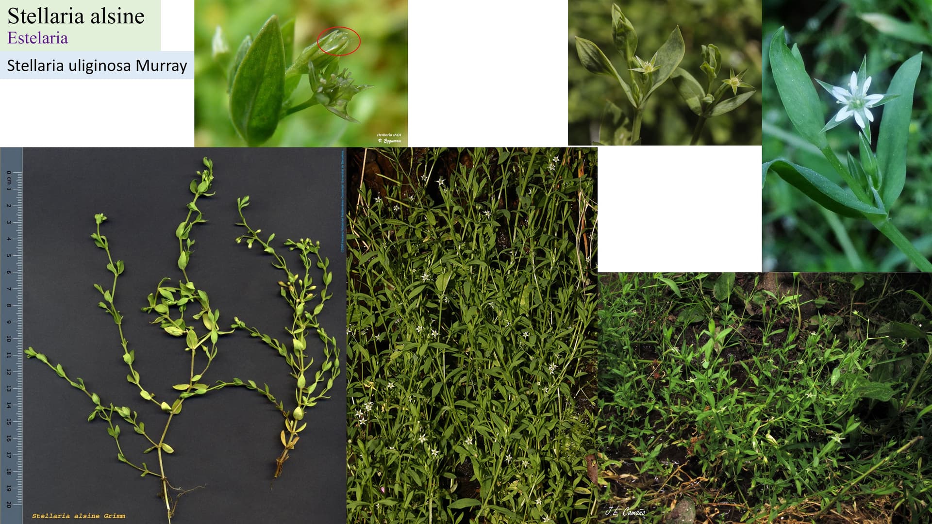 Stellaria alsine